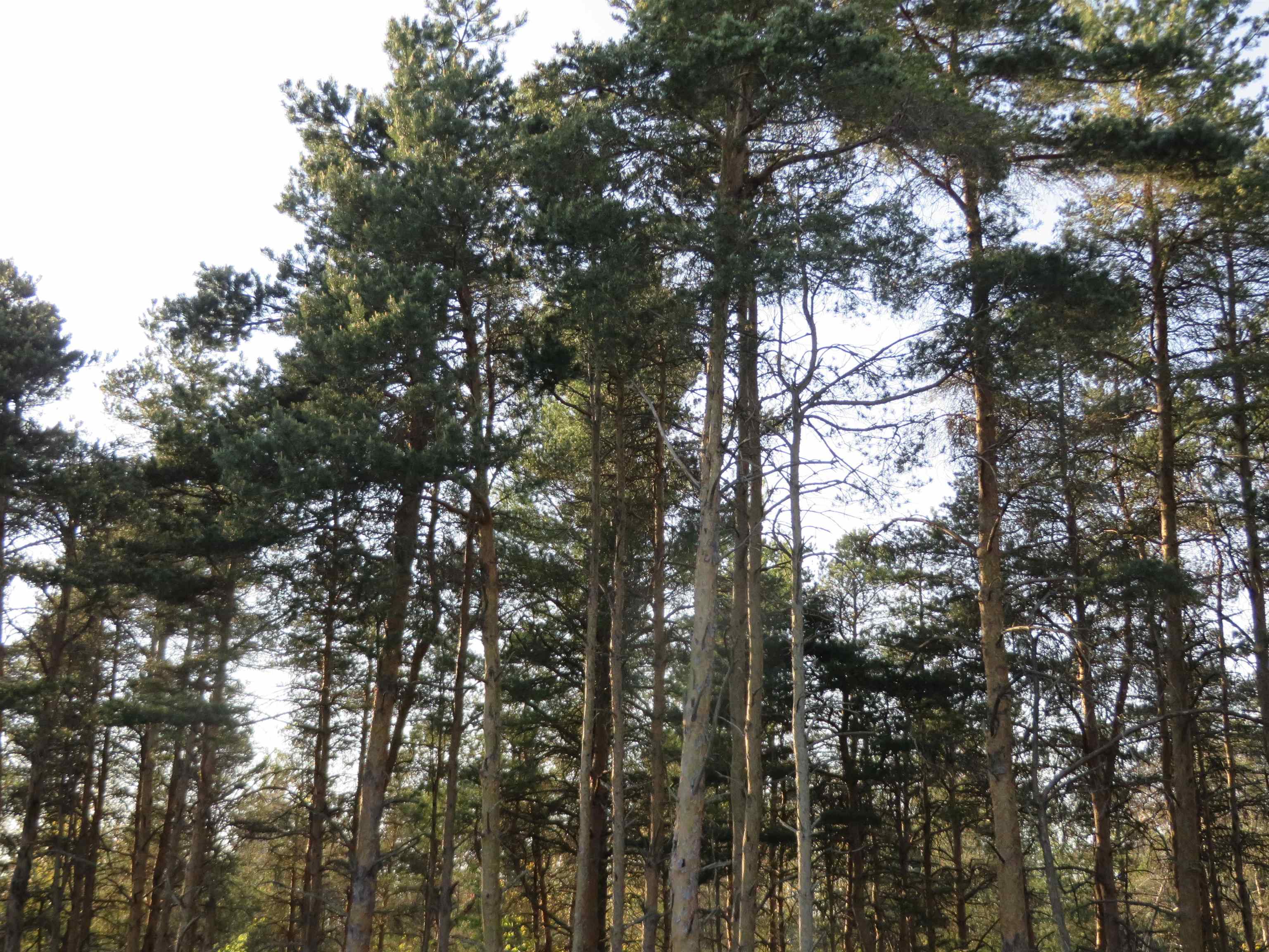 8796 Cedar Creek Drive, Petoskey, MI, 49770