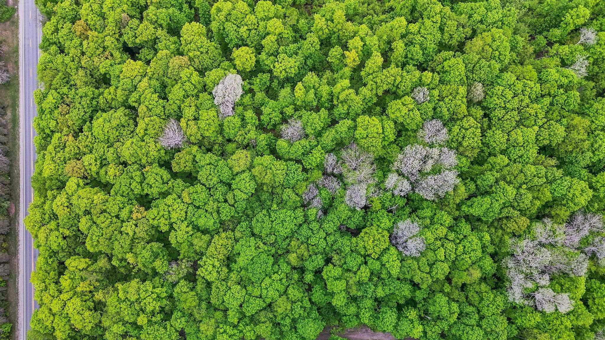 V/L S Coleman Road, Maple City, MI, 49664