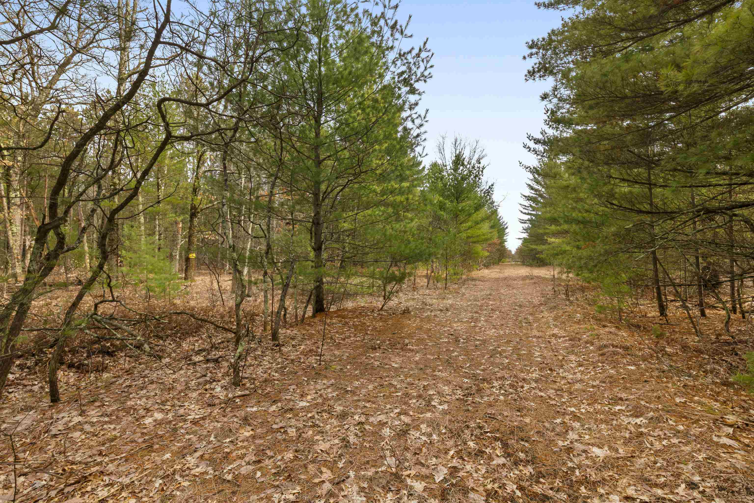 Maple Avenue, Brethren, MI, 49619