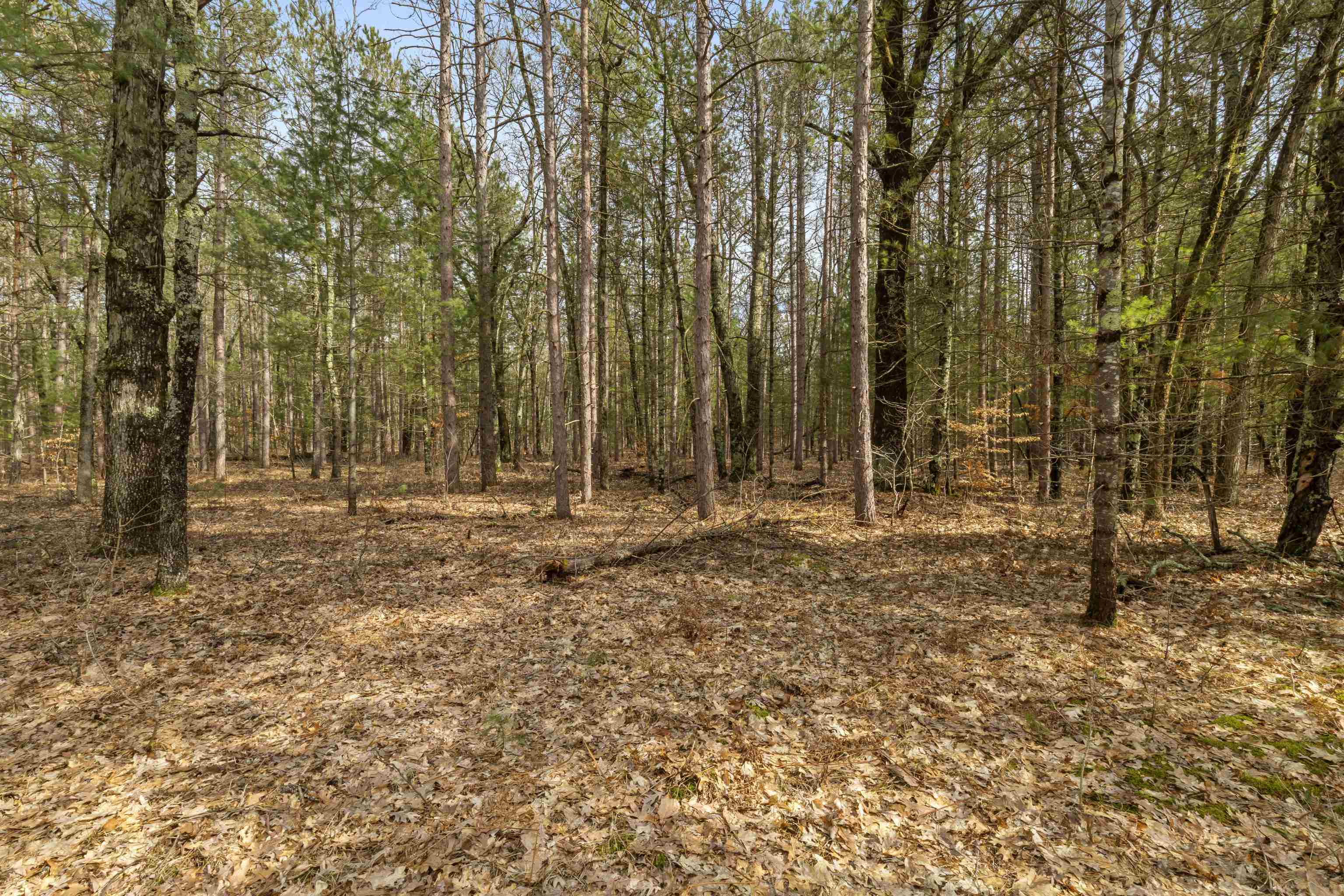 Maple Avenue, Brethren, MI, 49619