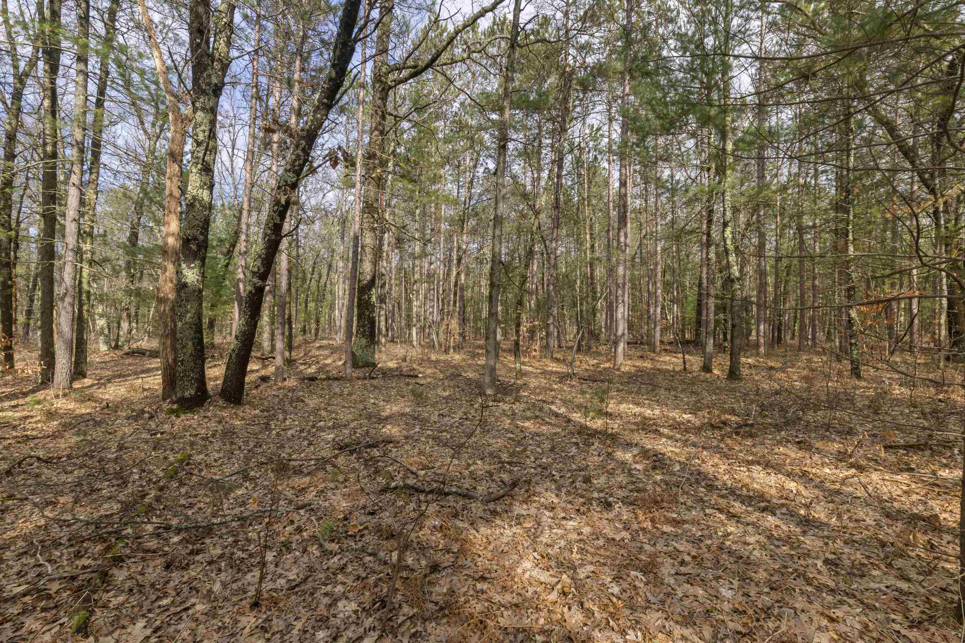 Maple Avenue, Brethren, MI, 49619