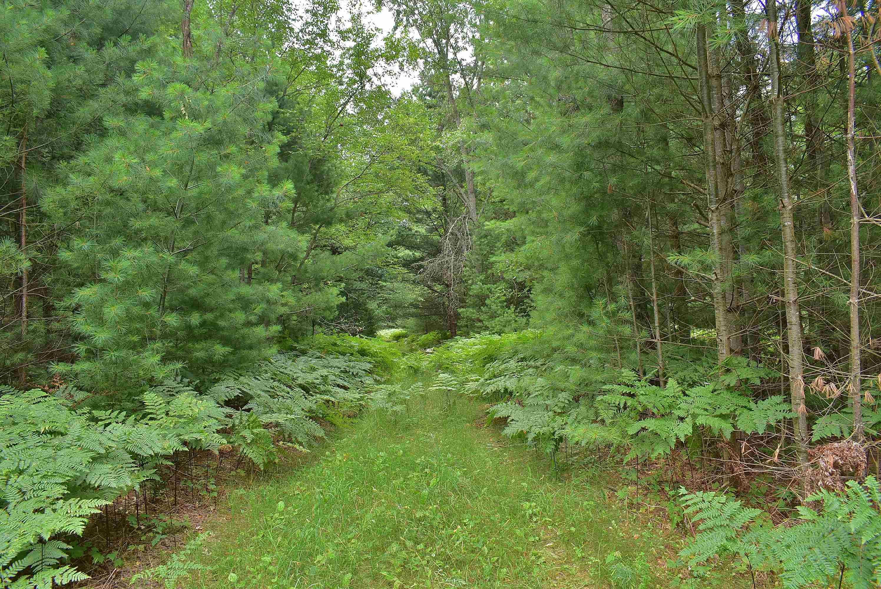 3rd image of Roop Rd, Kingsley, MI 49649 | MLS# 80067083