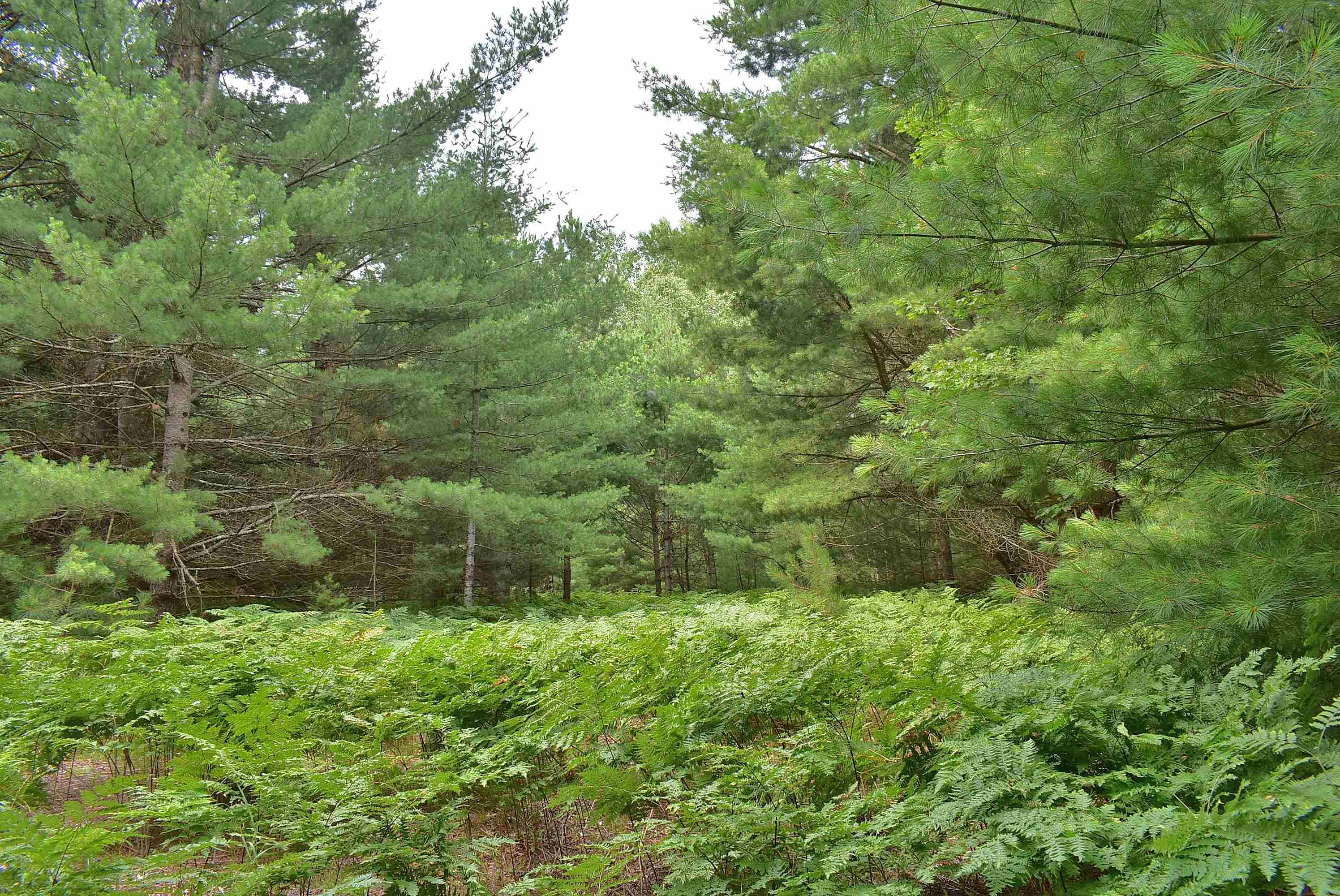 4th image of Roop Rd, Kingsley, MI 49649 | MLS# 80067083
