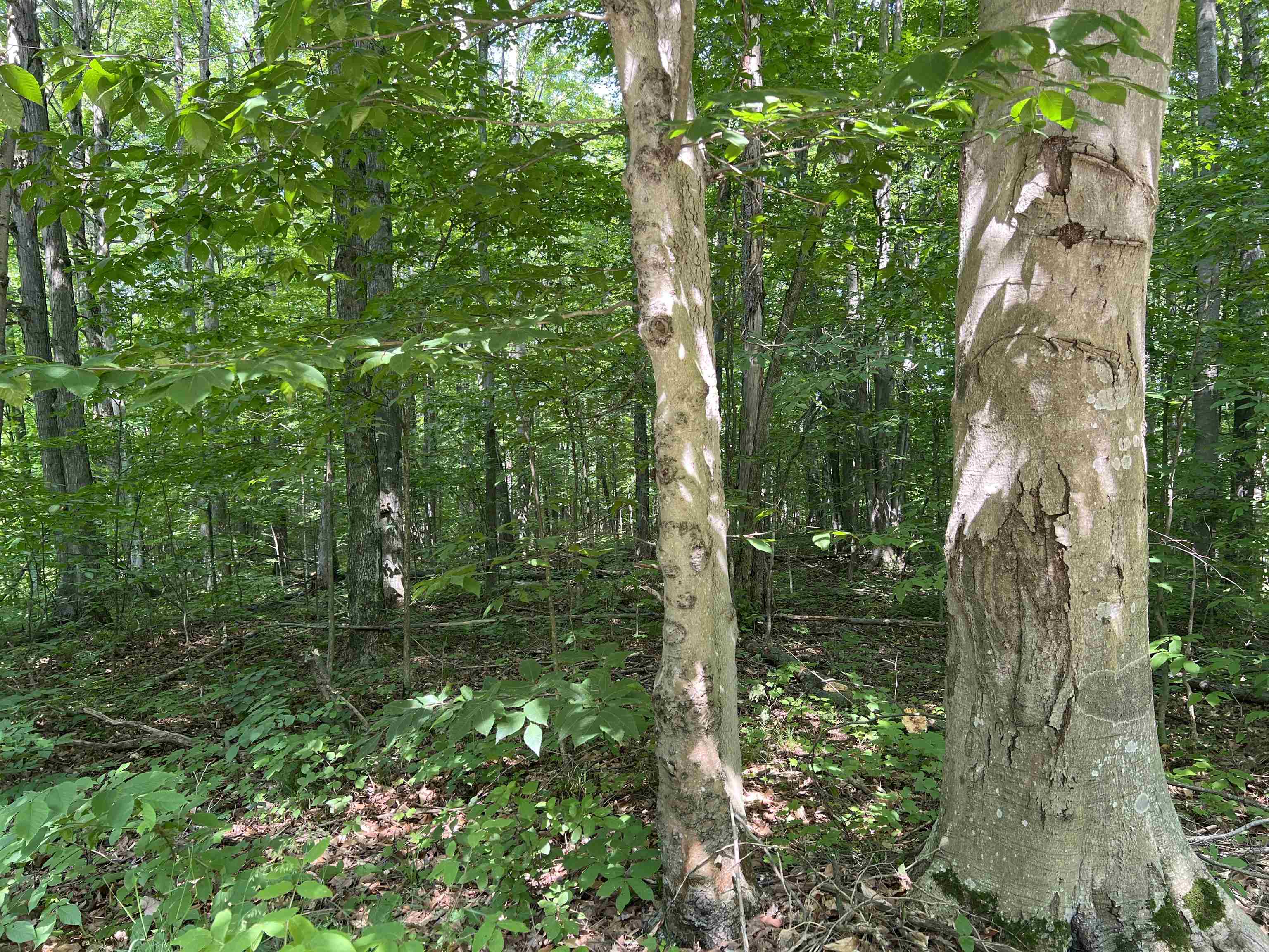 309 Oak Hill Road, Fife Lake, MI, 49633