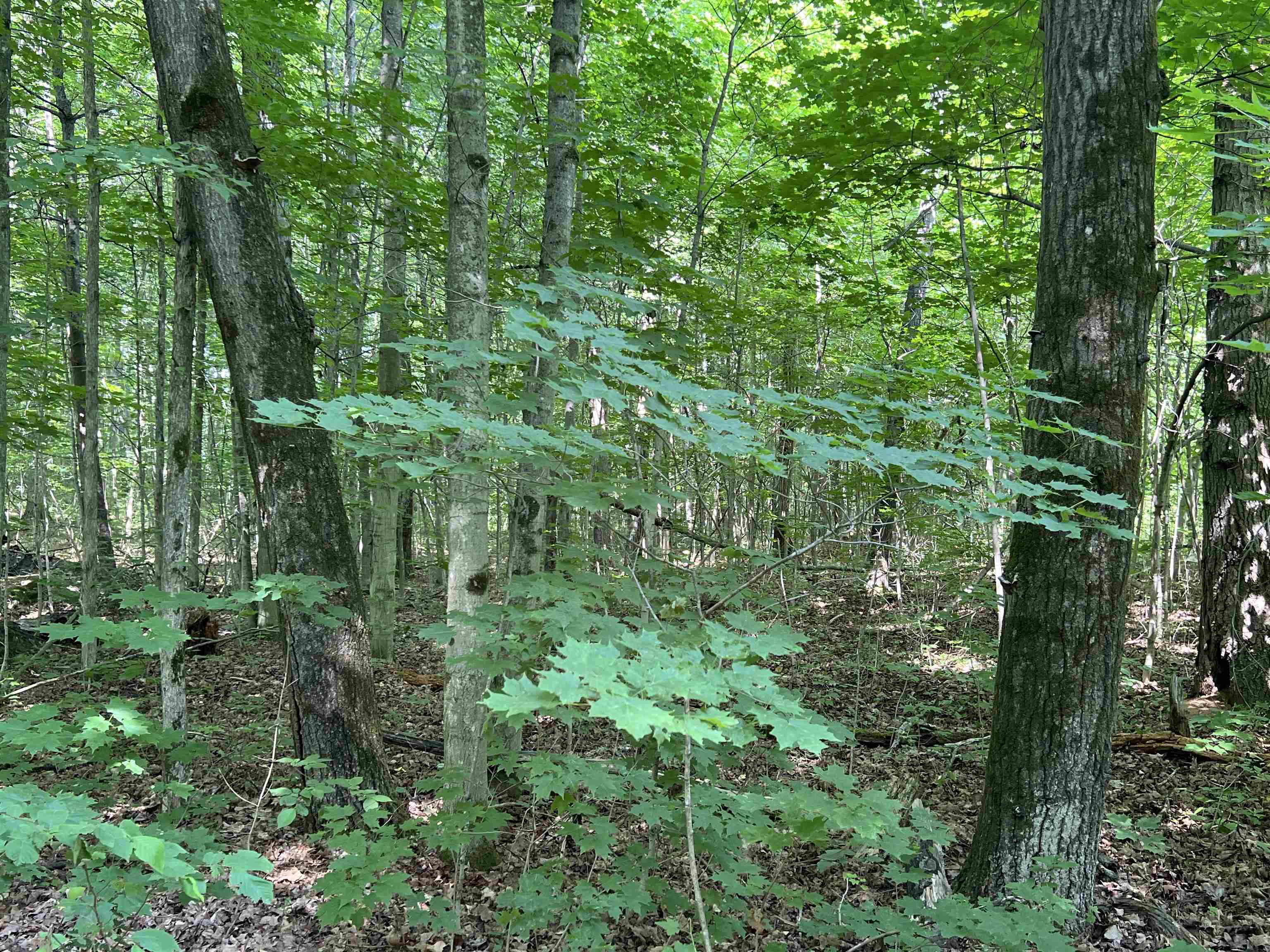 309 Oak Hill Road, Fife Lake, MI, 49633