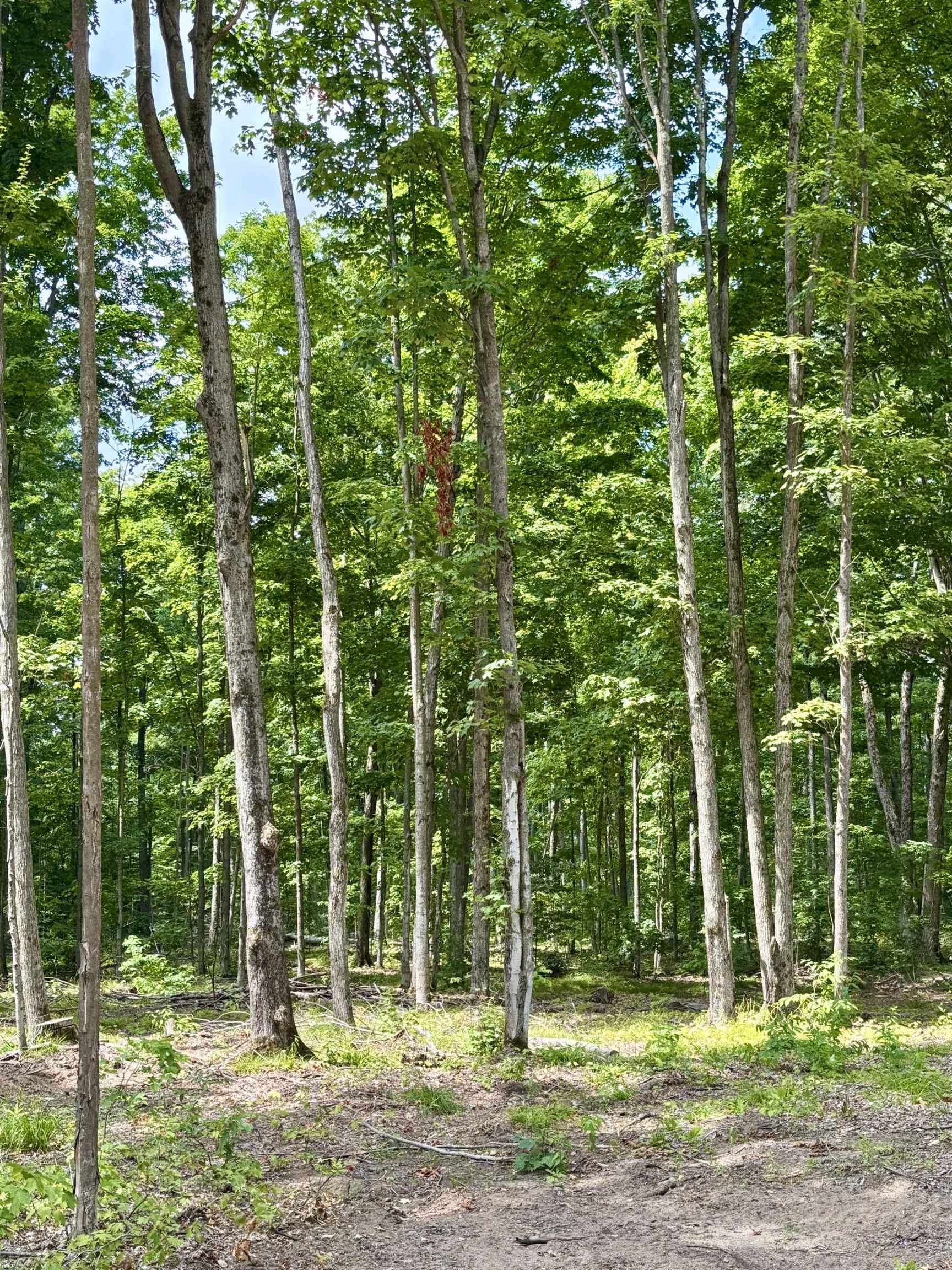 Lot 7 NE Manistee Ridge Drive Ne, Kalkaska, MI, 49646