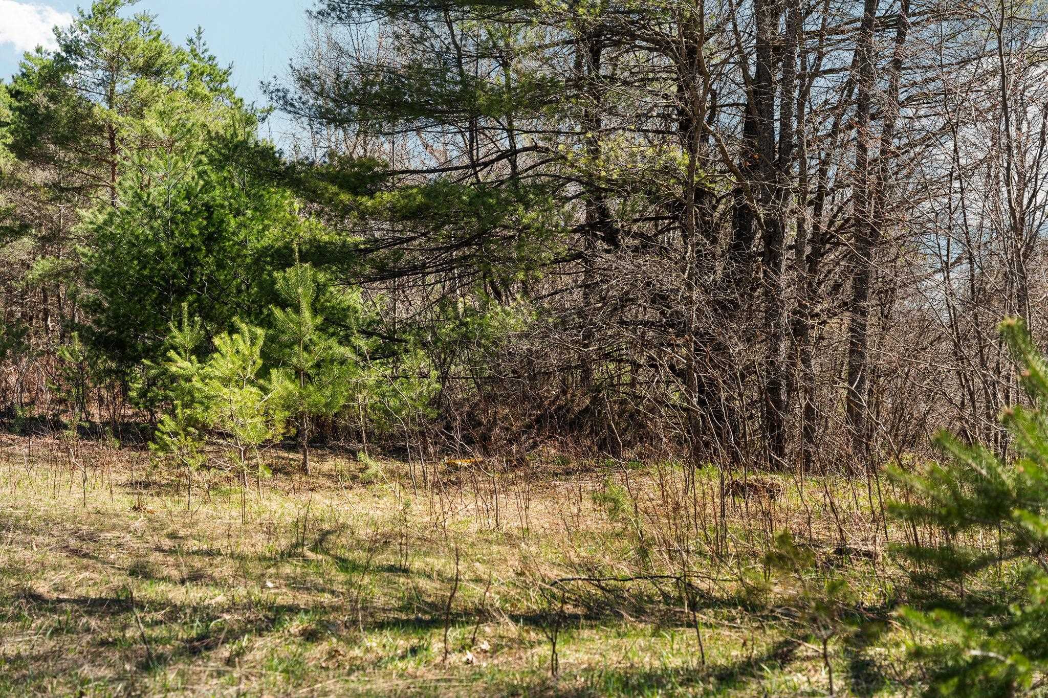 0 Ingersoll Road, Fife Lake, MI, 49633