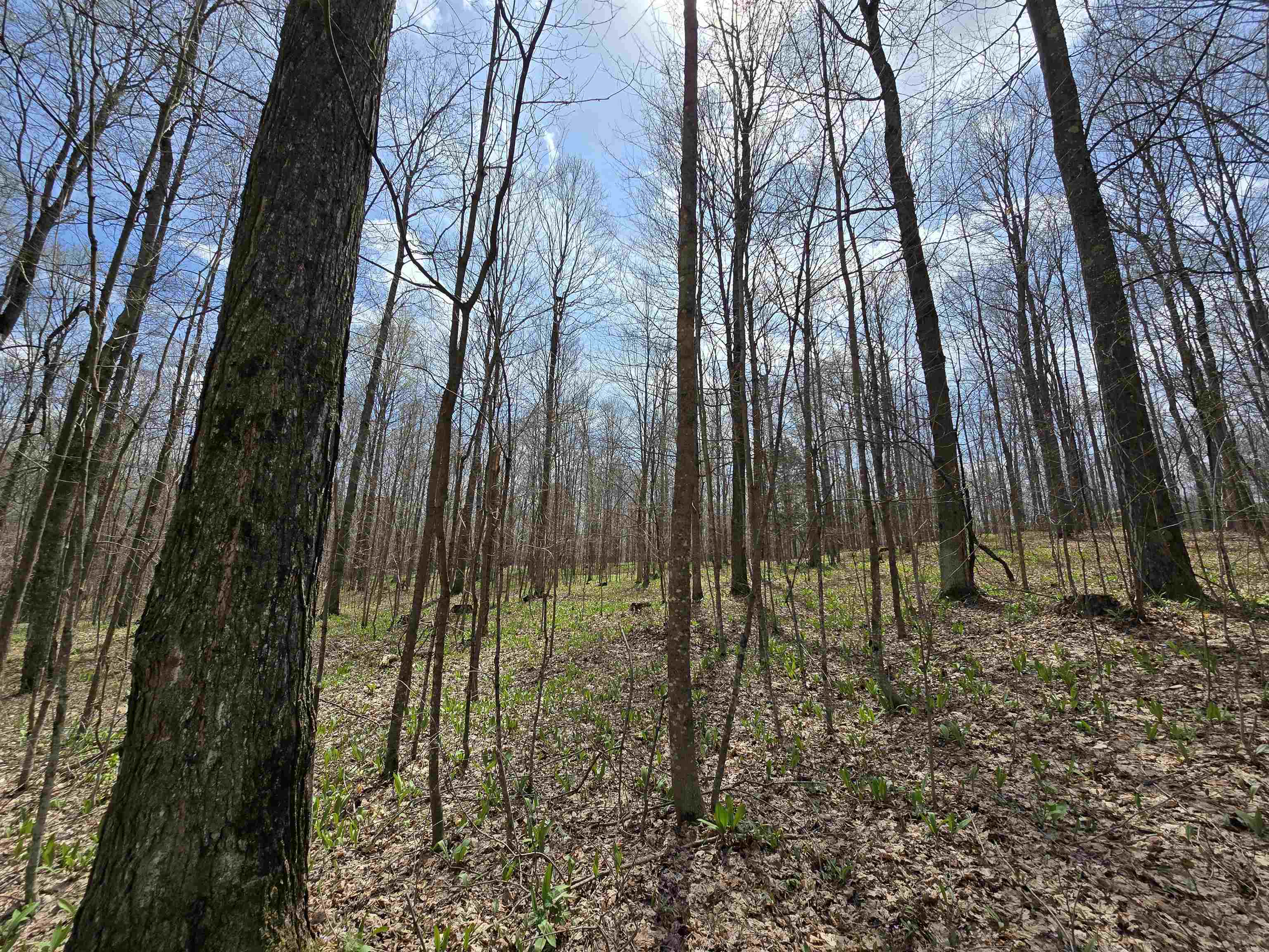 00 W 20 Road, Mesick, MI, 49668