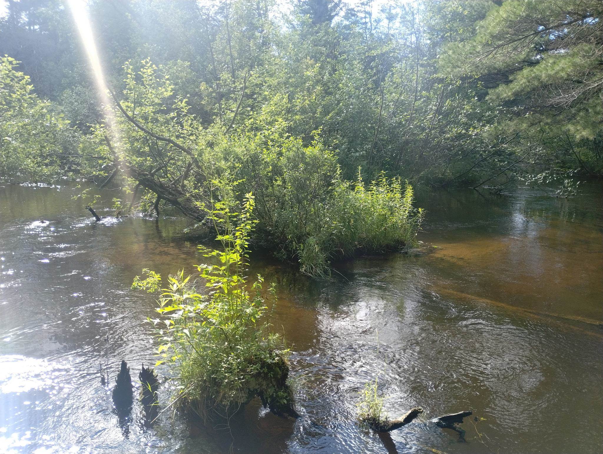 9890 SE Angel Road, Fife Lake, MI, 49633