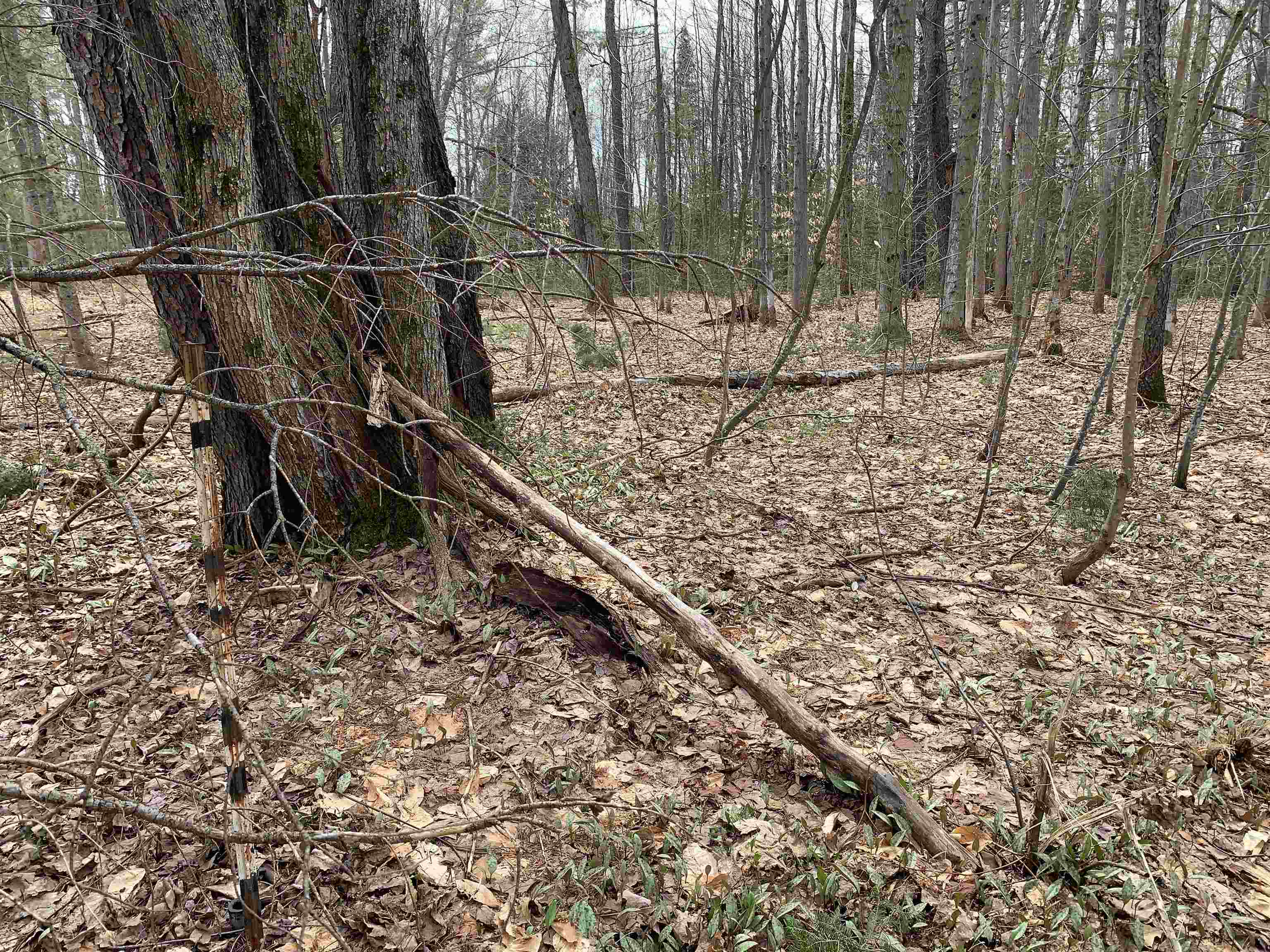 8222 NE Bass Avenue, Kalkaska, MI, 49646