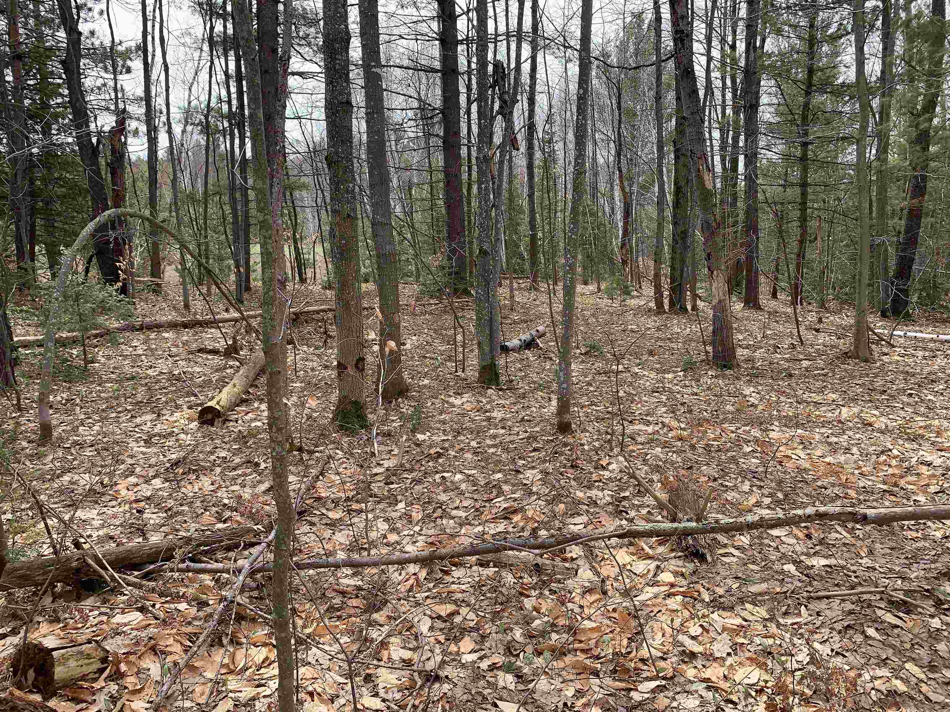 8222 NE Bass Avenue, Kalkaska, MI, 49646