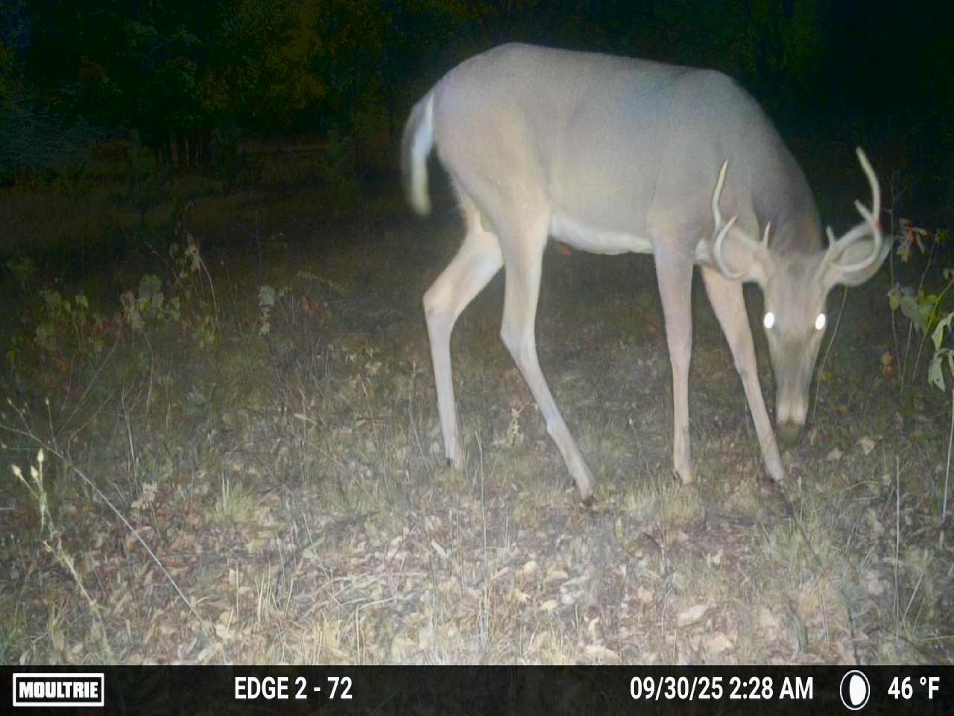 00Z0 Dzuibanek Road, Thompsonville, MI, 49683