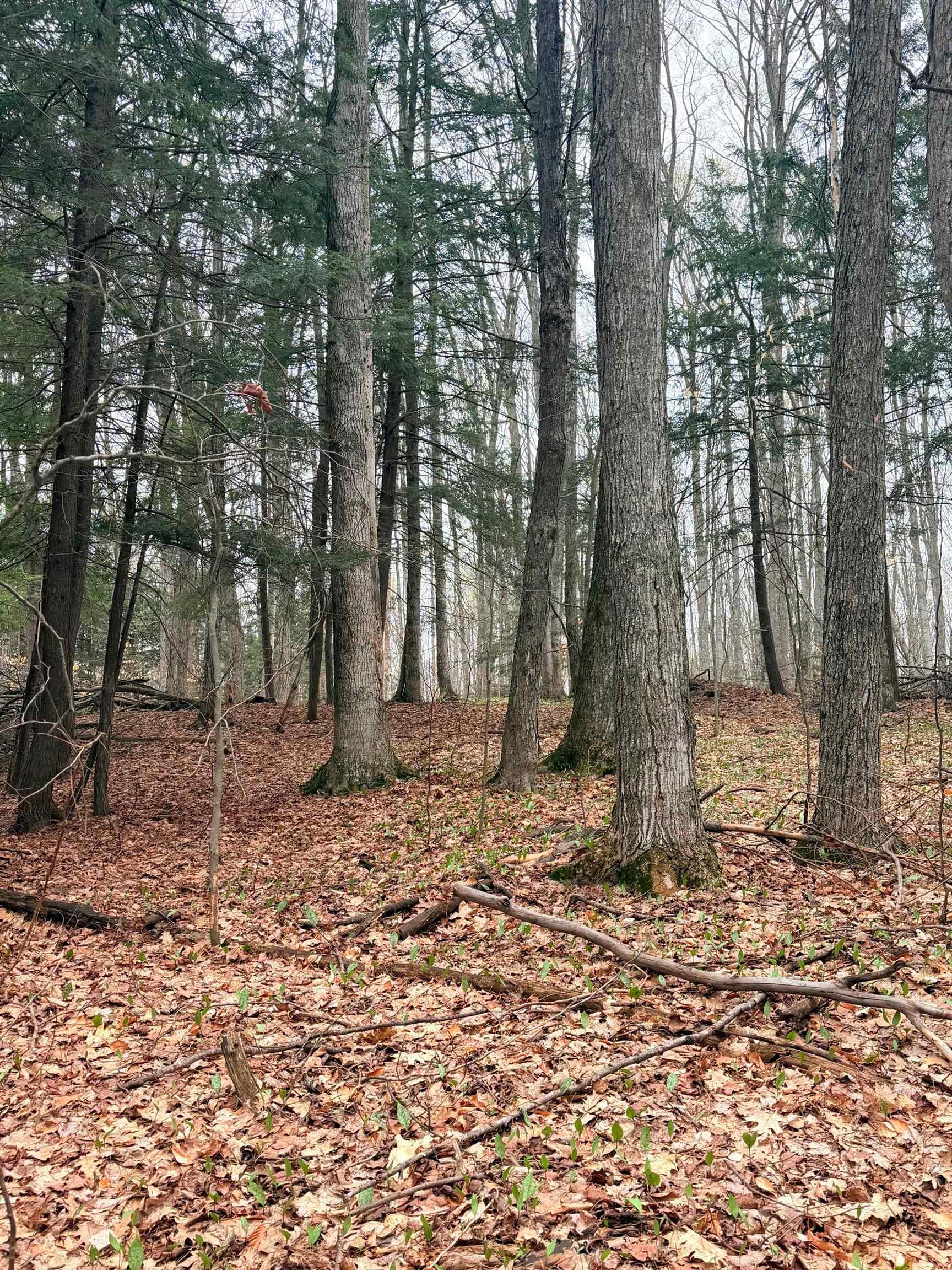 03 Woodland Trail, Traverse City, MI, 49684
