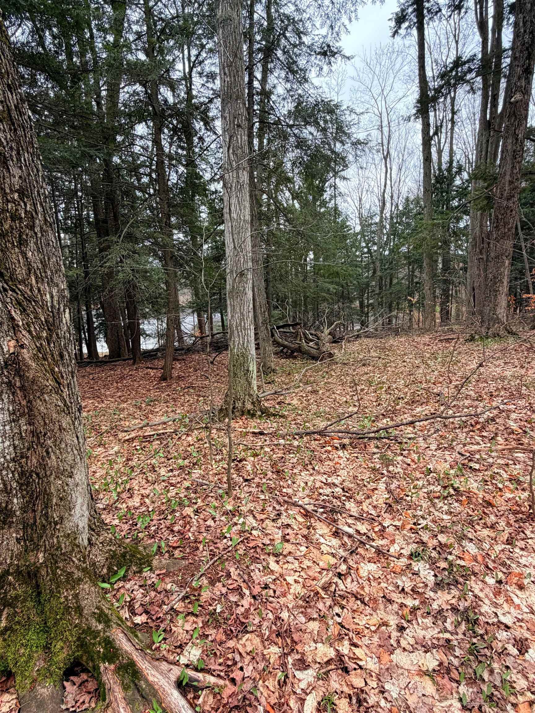 03 Woodland Trail, Traverse City, MI, 49684