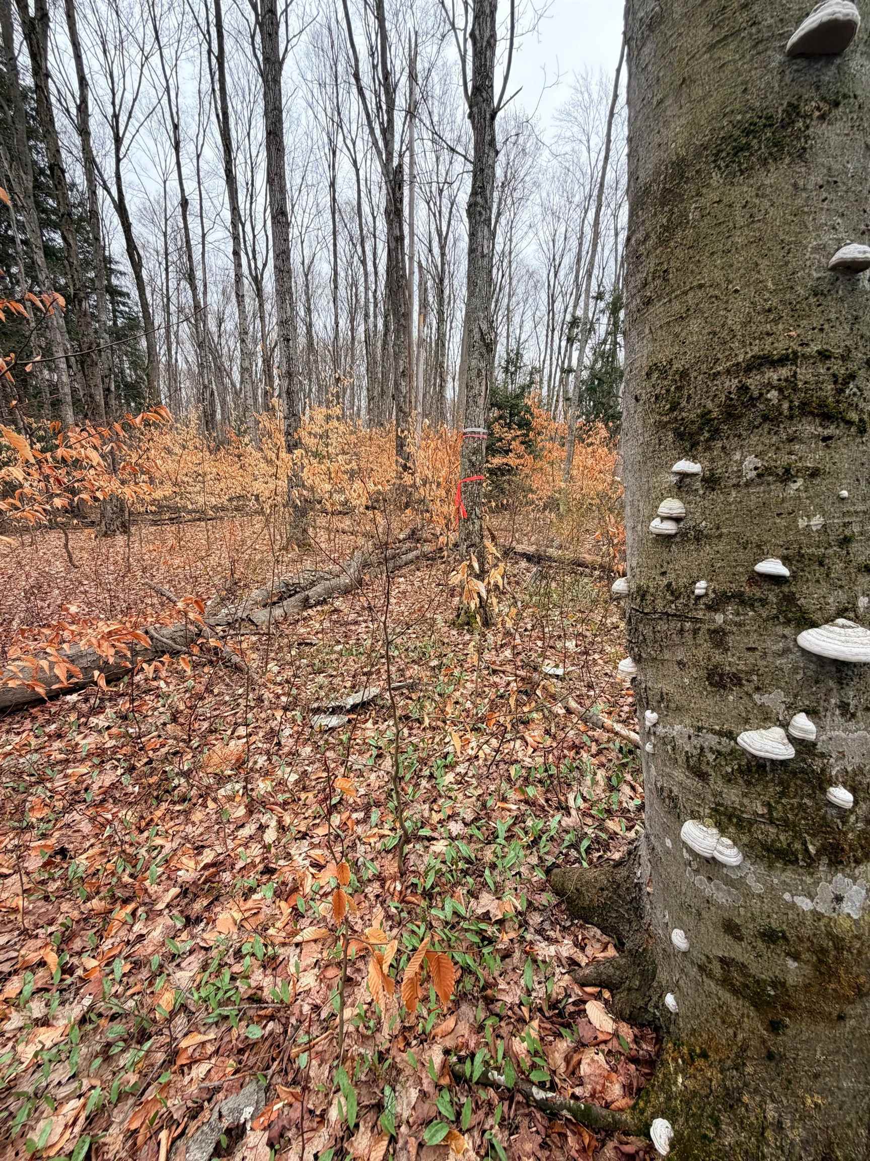 03 Woodland Trail, Traverse City, MI, 49684