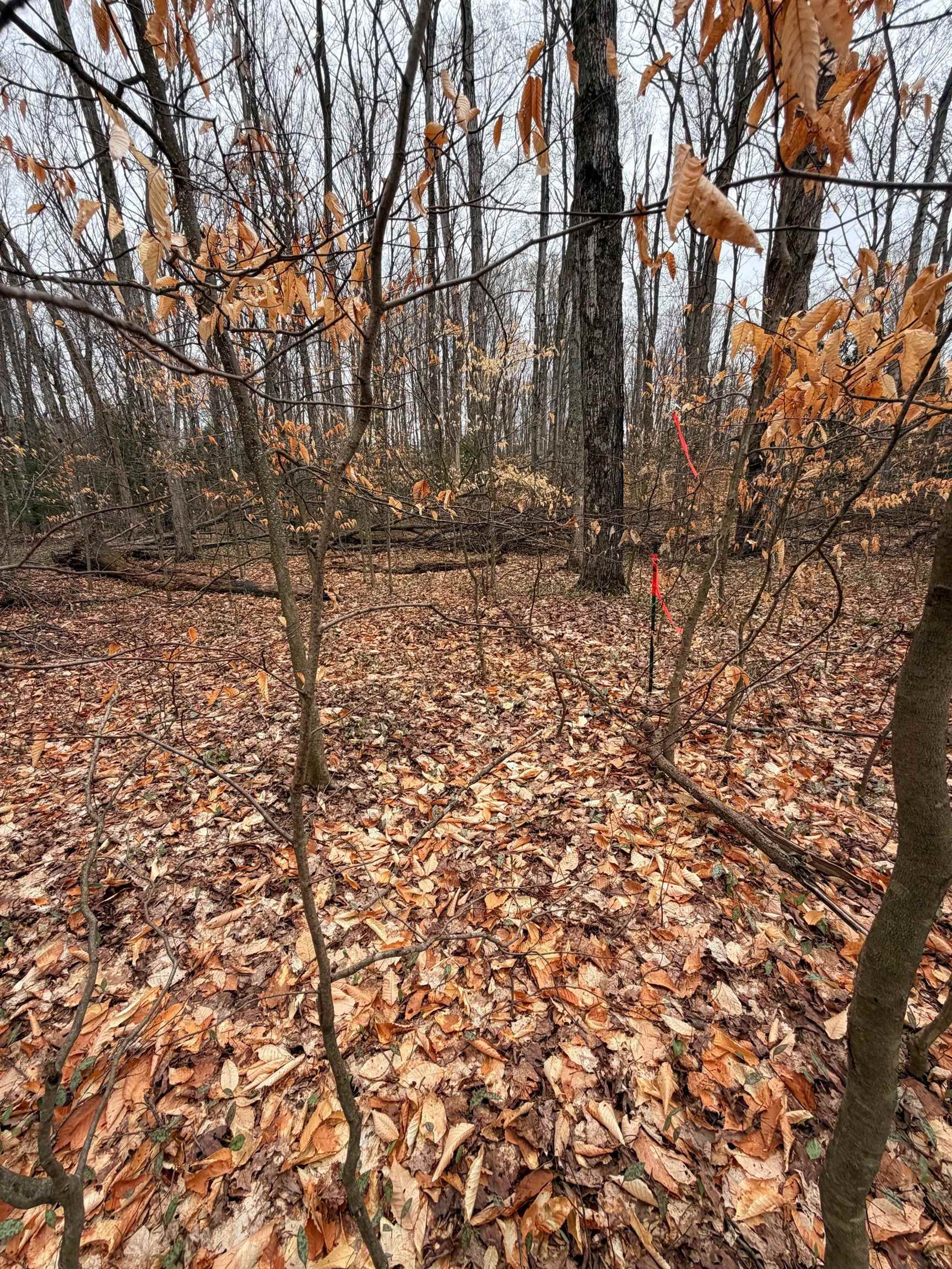03 Woodland Trail, Traverse City, MI, 49684