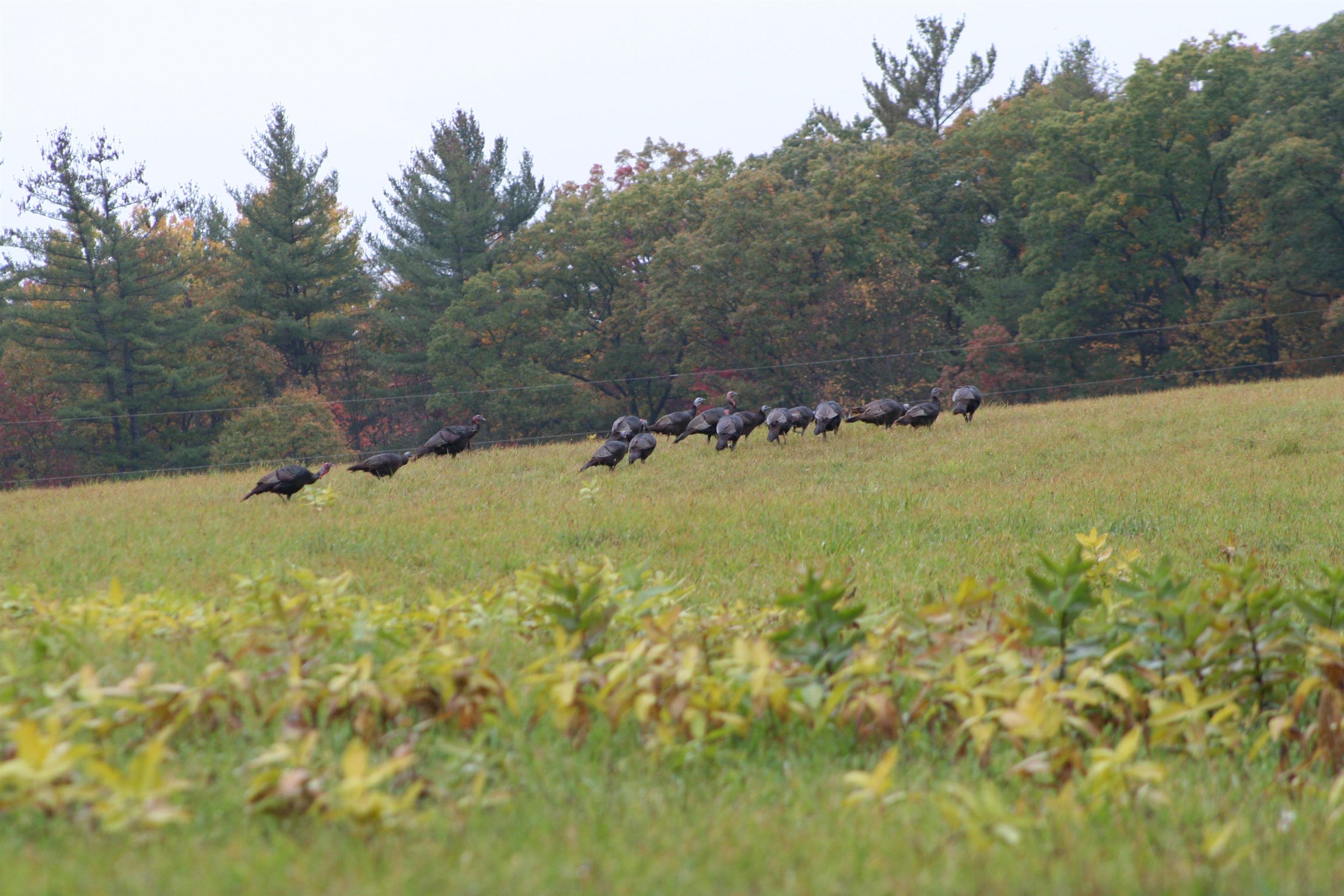 2486 S Adams Road, Glennie, MI, 48737