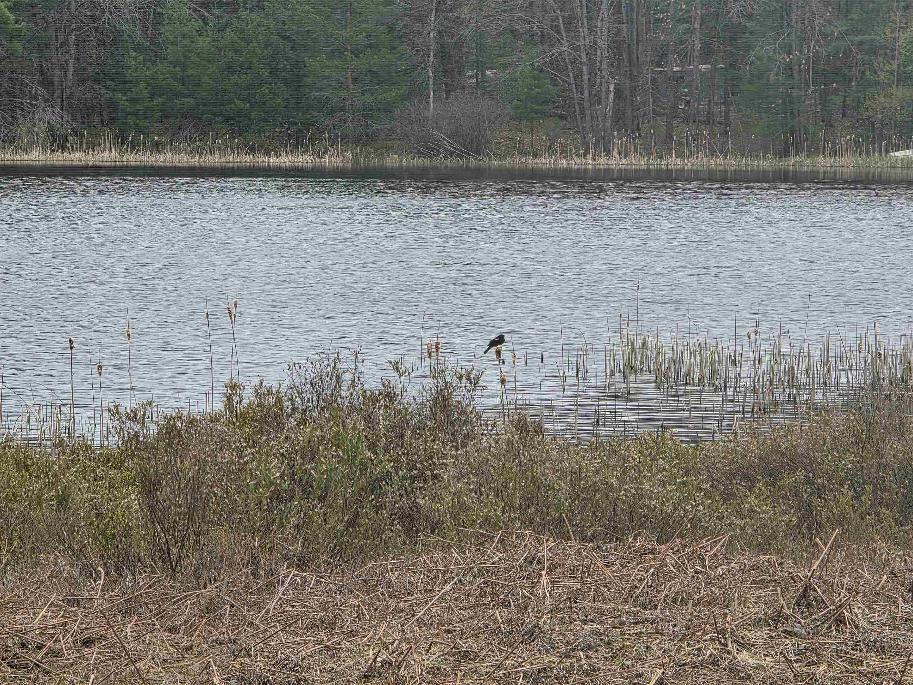 56 Blue Heron Drive, Kalkaska, MI, 49646
