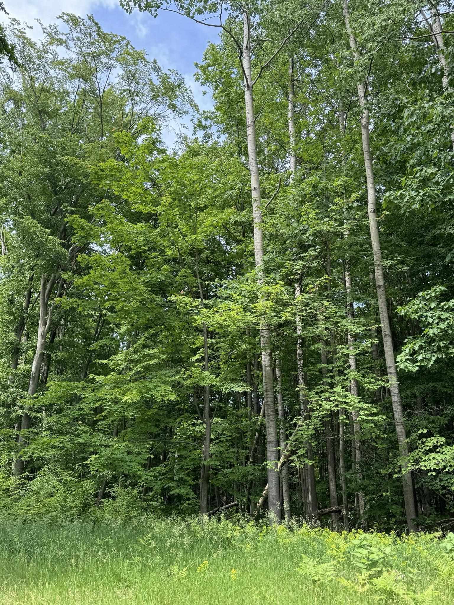 9th image of Knoll One Dr, Le Roy, MI 49655 | MLS# 78080070404