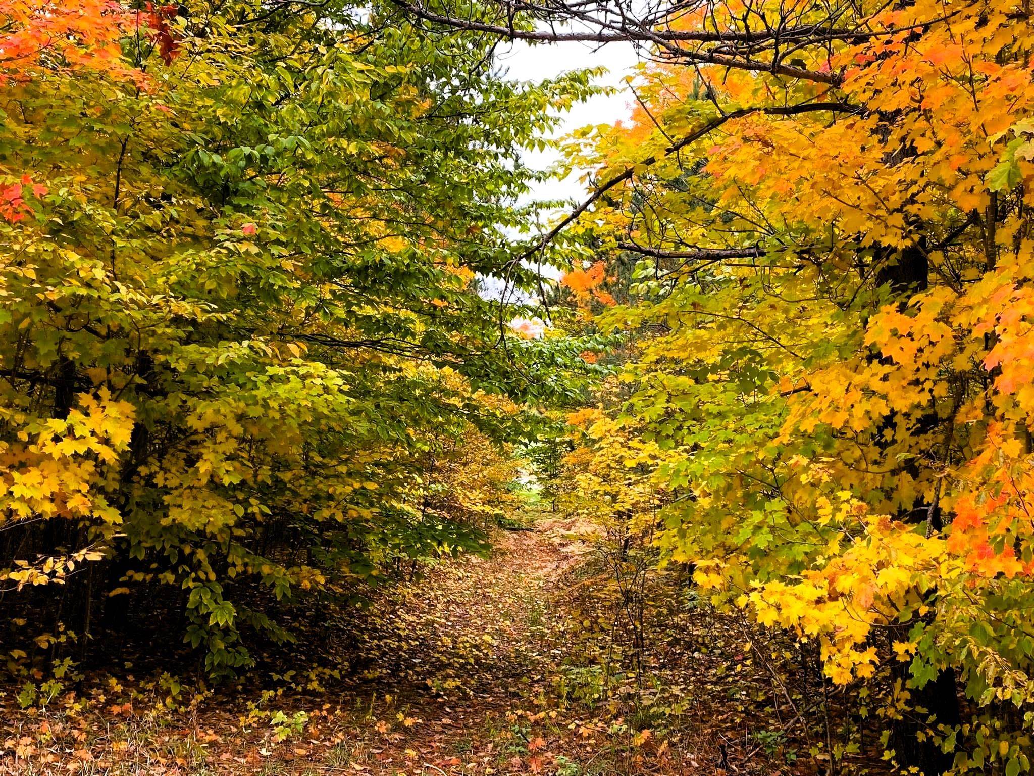 26th image of Lot 308 Goshawk Wy, Bellaire, MI 49615 | MLS# 80071309