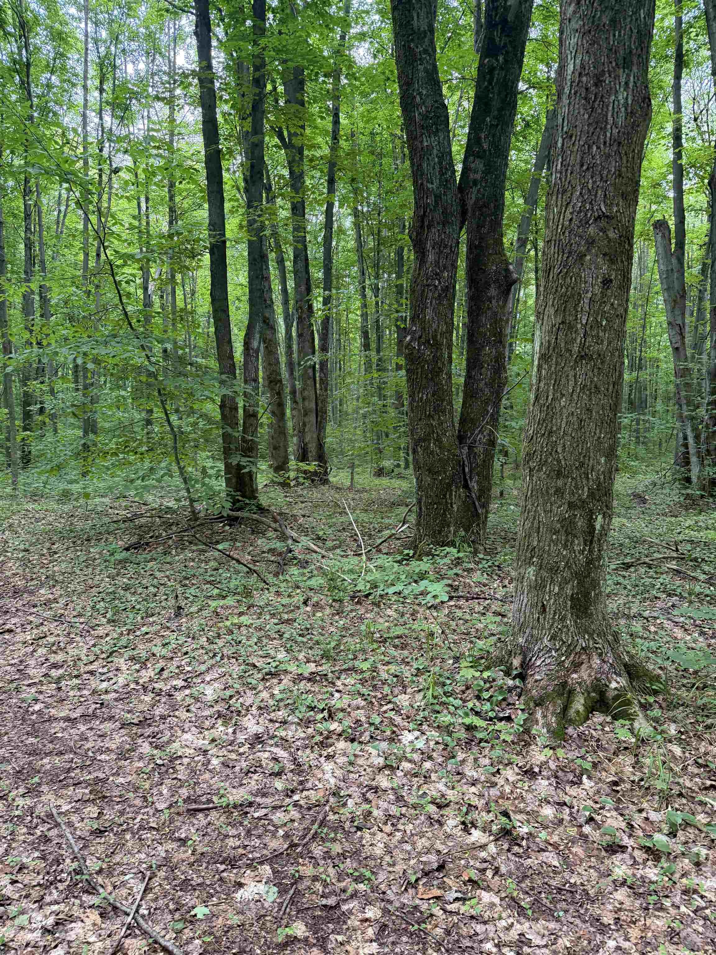 21st image of Parcel B Mancelona Rd, Mancelona, MI 49659 | MLS# 80071430