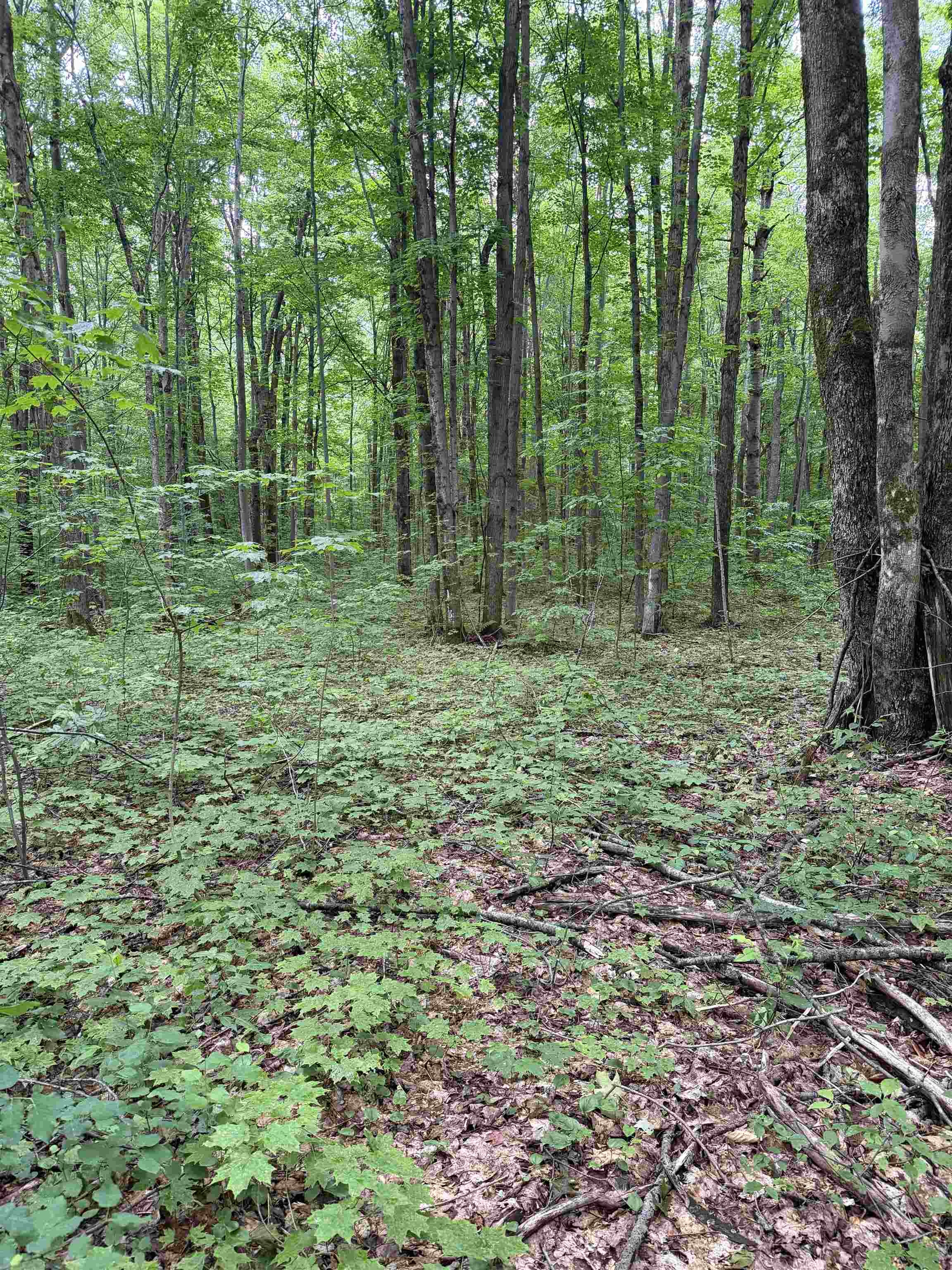 5th image of Parcel B Mancelona Rd, Mancelona, MI 49659 | MLS# 80071430