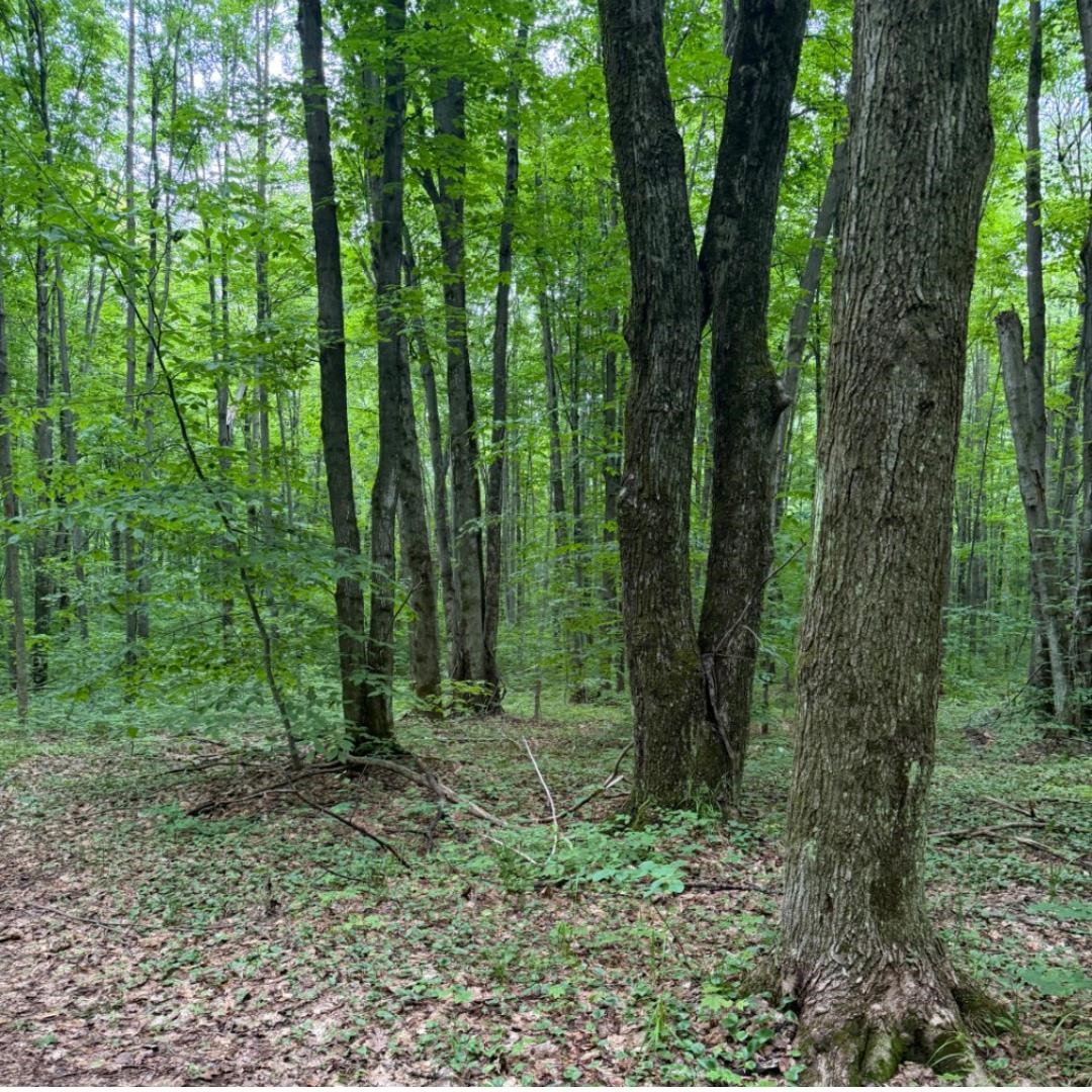3rd image of Parcel C Peterson Rd, Custer Township Antrim, MI 49659 | MLS# 78080071433