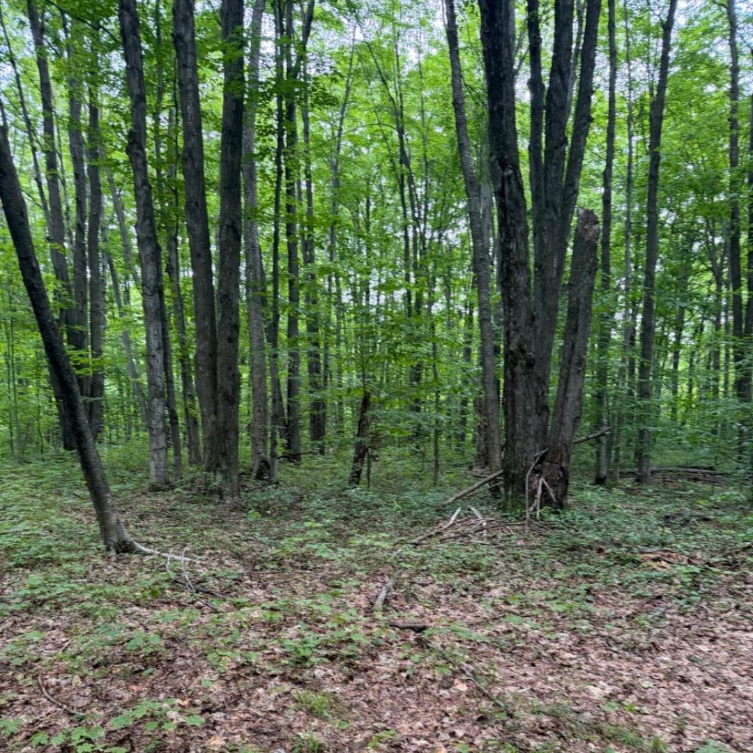 4th image of Parcel C Peterson Rd, Custer Township Antrim, MI 49659 | MLS# 78080071433