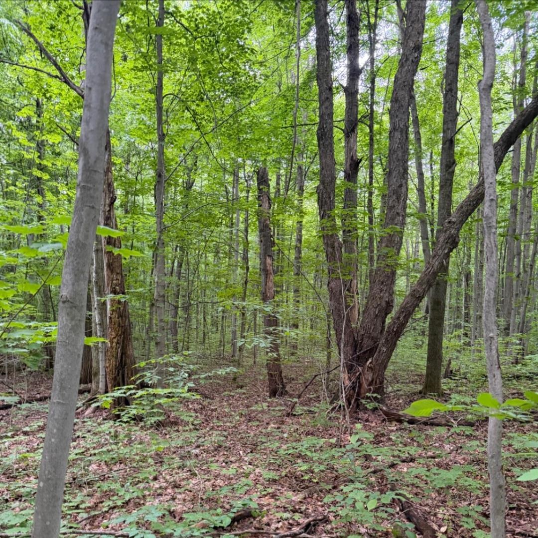 5th image of Parcel C Peterson Rd, Custer Township Antrim, MI 49659 | MLS# 78080071433