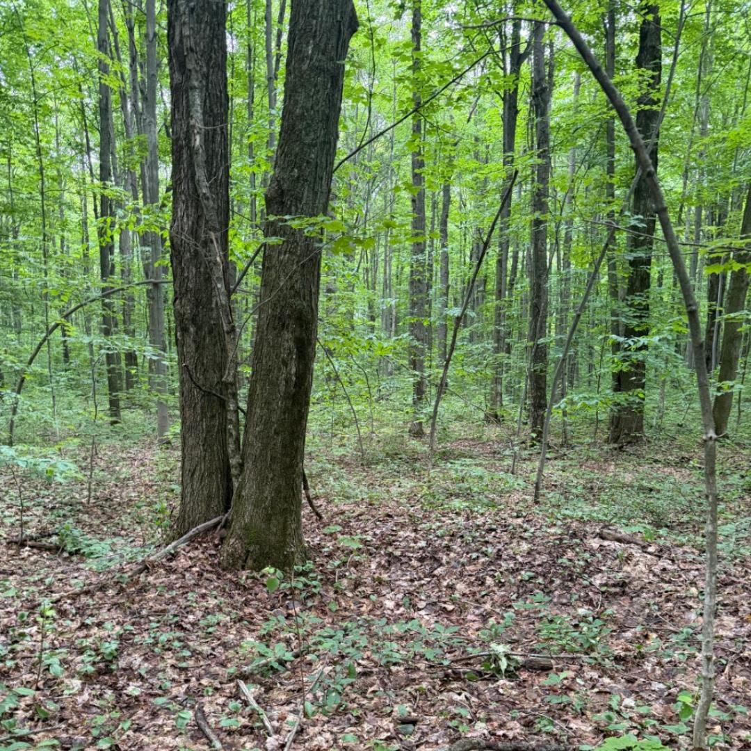 9th image of Parcel A Johnson, Custer Township Antrim, MI 49659 | MLS# 78080071434