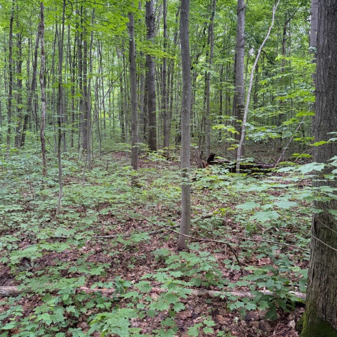 2nd image of Parcel B2 Johnson Rd, Custer Township Antrim, MI 49659 | MLS# 78080071435