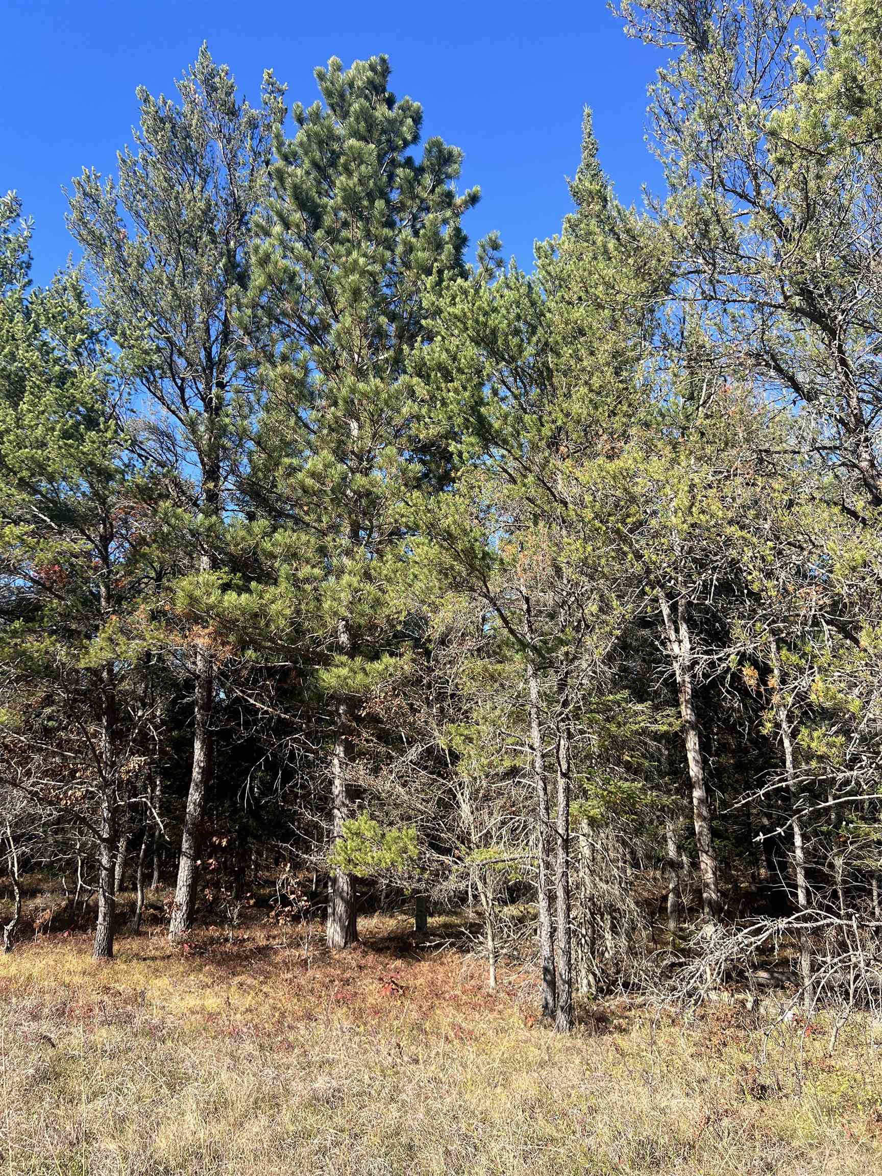 1st image of 0000 E North Down River Rd, Grayling, MI 49738 | MLS# 80071480