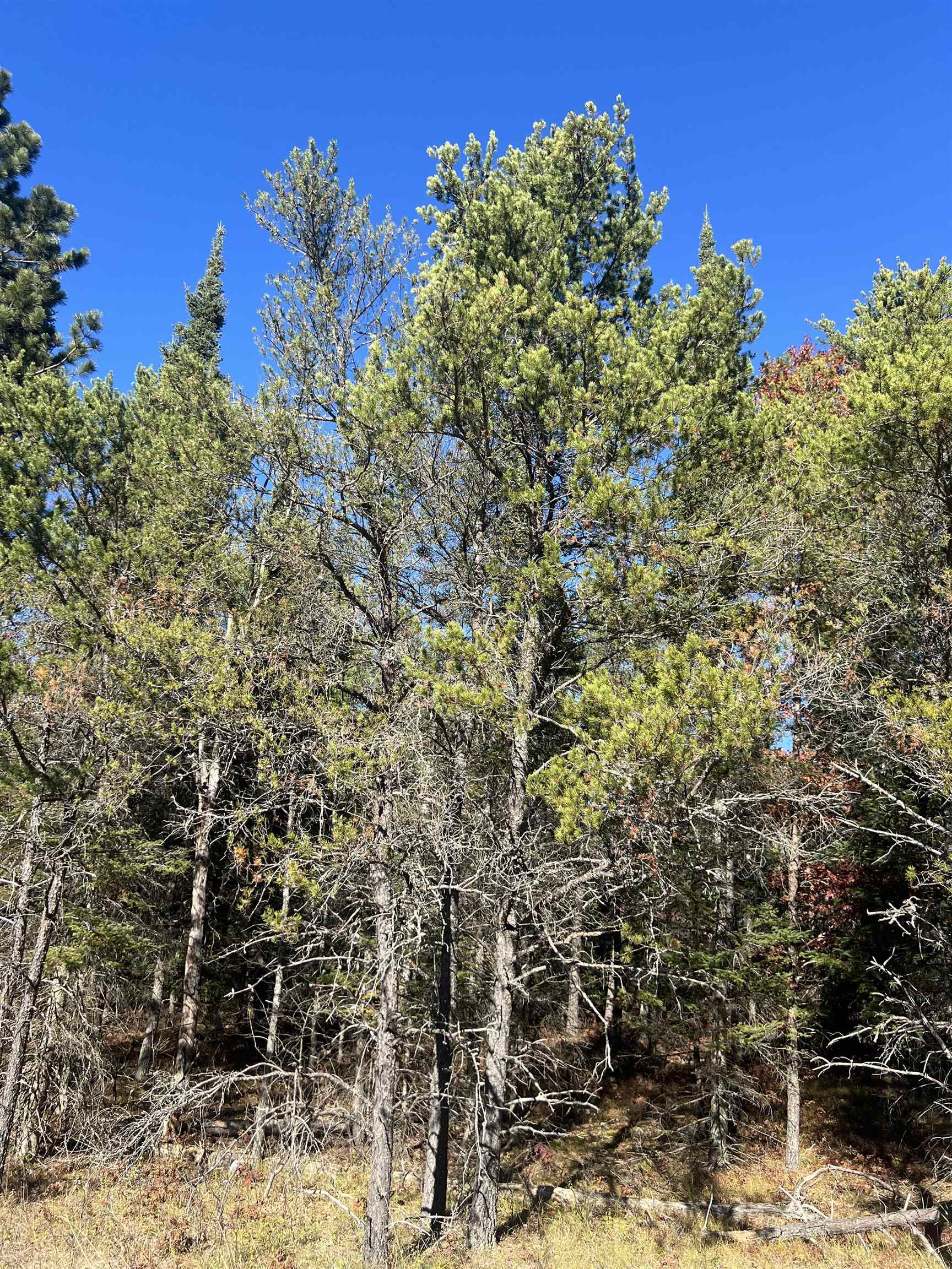 4th image of 0000 E North Down River Rd, Grayling, MI 49738 | MLS# 80071480