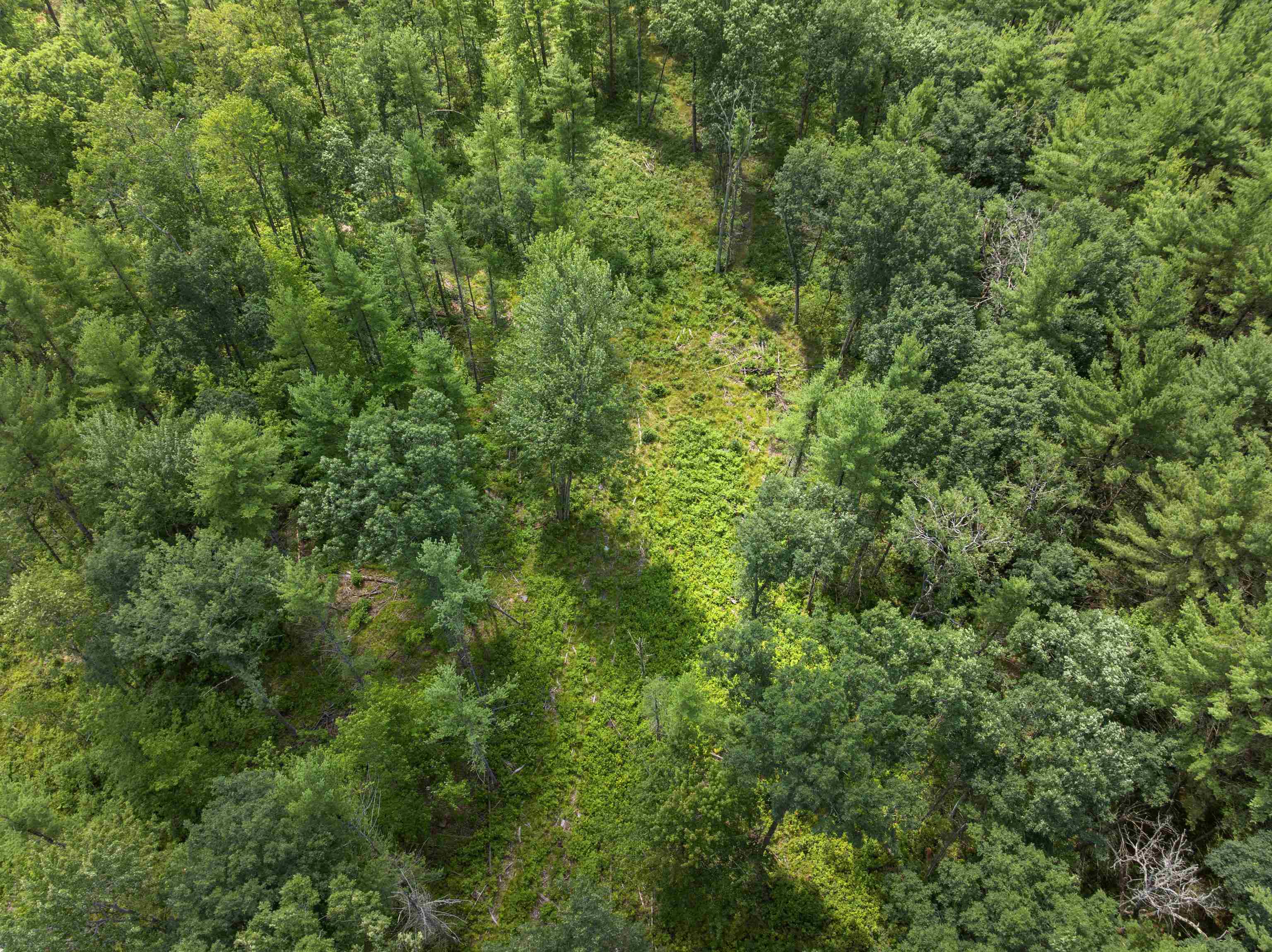 4th image of 30 Acres W 48 1/2 Rd, Wellston, MI 49689 | MLS# 80071495