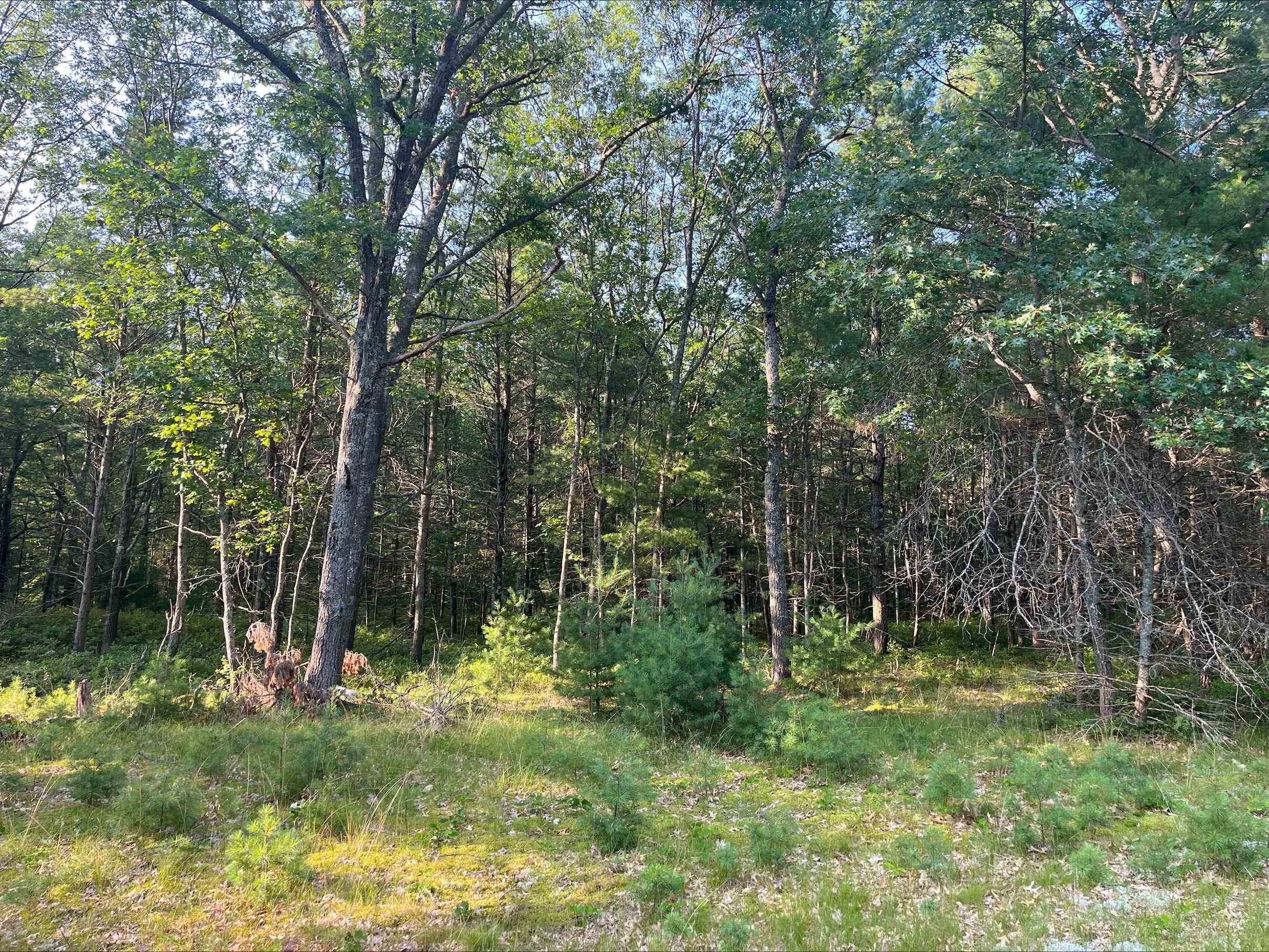 1st image of 0 Mackenzie Rd, Oscoda, MI 48750 | MLS# 80071509