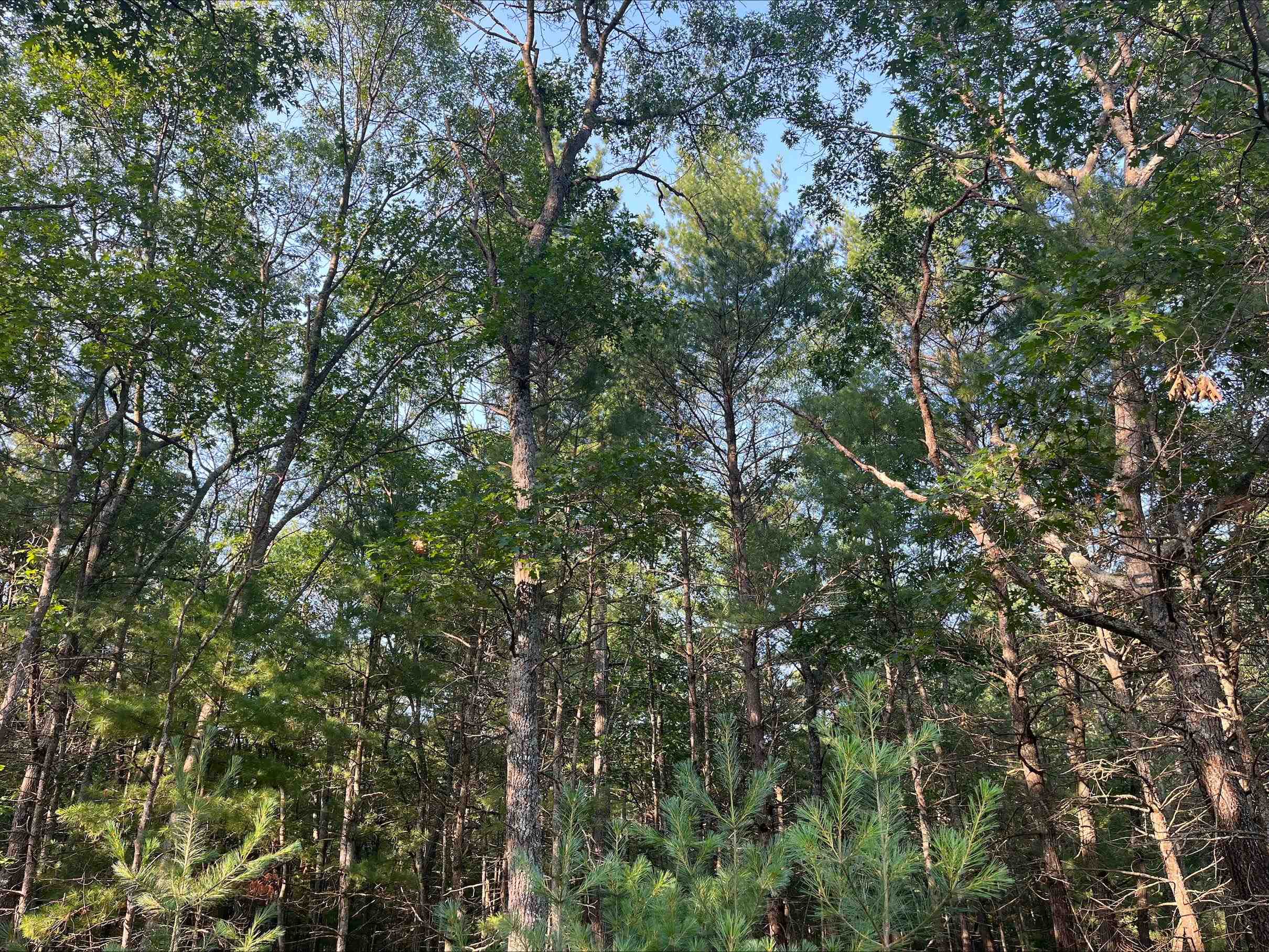 3rd image of 0 Mackenzie Rd, Oscoda, MI 48750 | MLS# 80071509