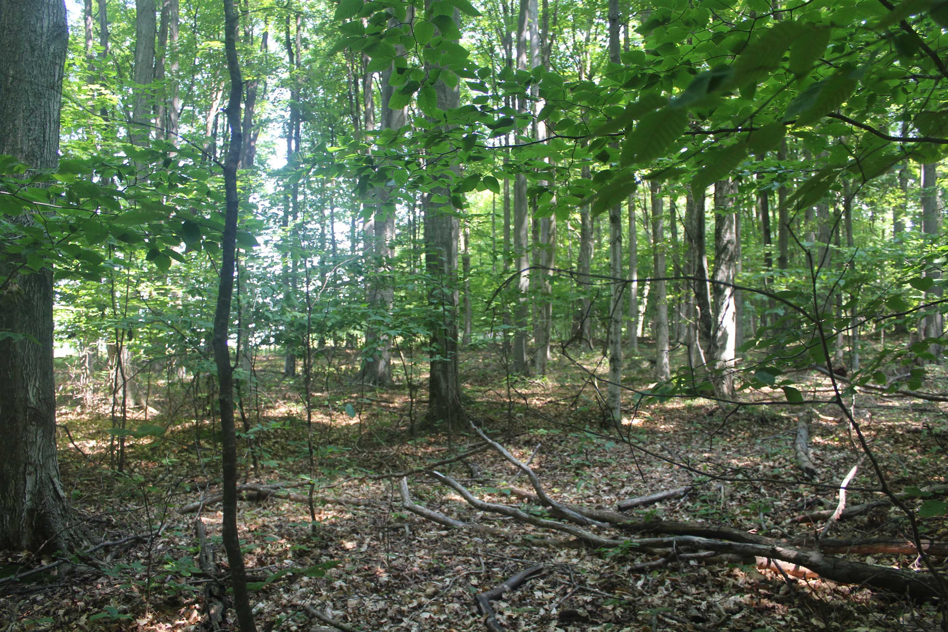 4th image of 0 Barnes Rd, Kewadin, MI 49648 | MLS# 80071742