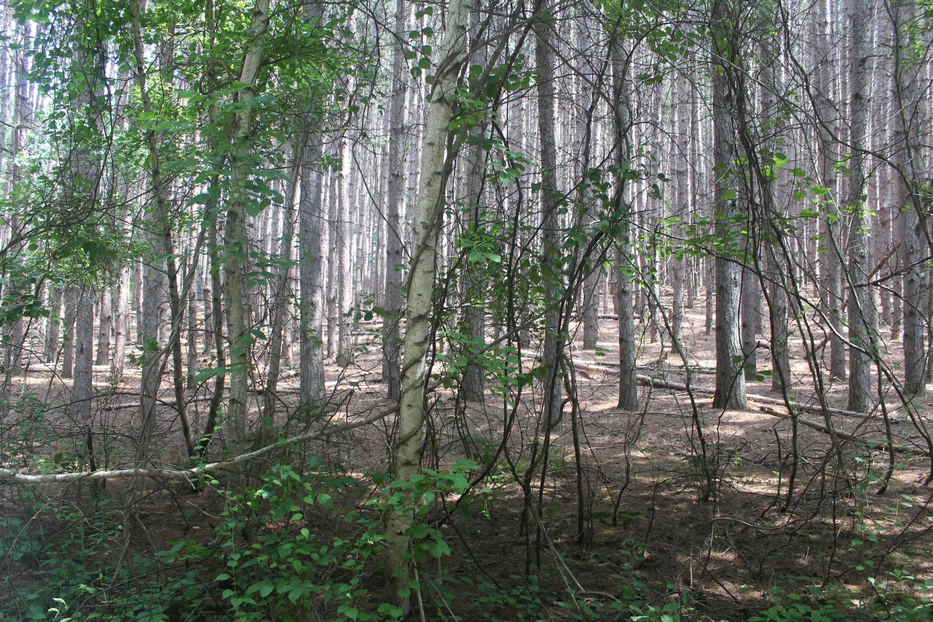 15th image of 0 Whitefish Trl, Kewadin, MI 49648 | MLS# 80071743