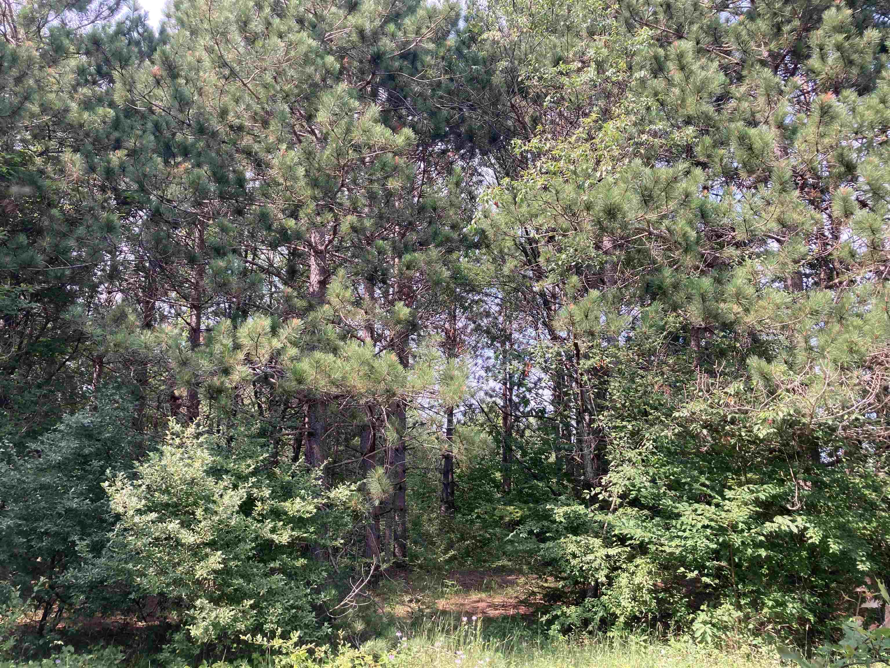 3rd image of V/L-20A-M/L Mayhew Rd, Rose City, MI 48654 | MLS# 80071802