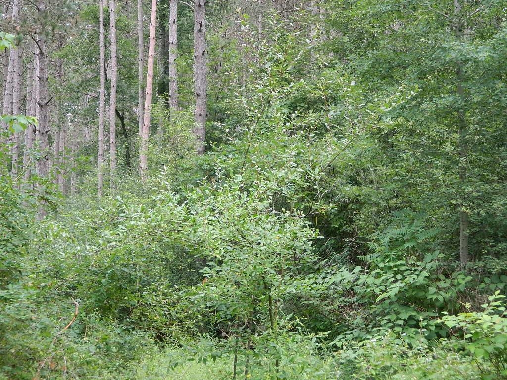 33rd image of 19282 Us 10, Reed City, MI 49677 | MLS# 80071891