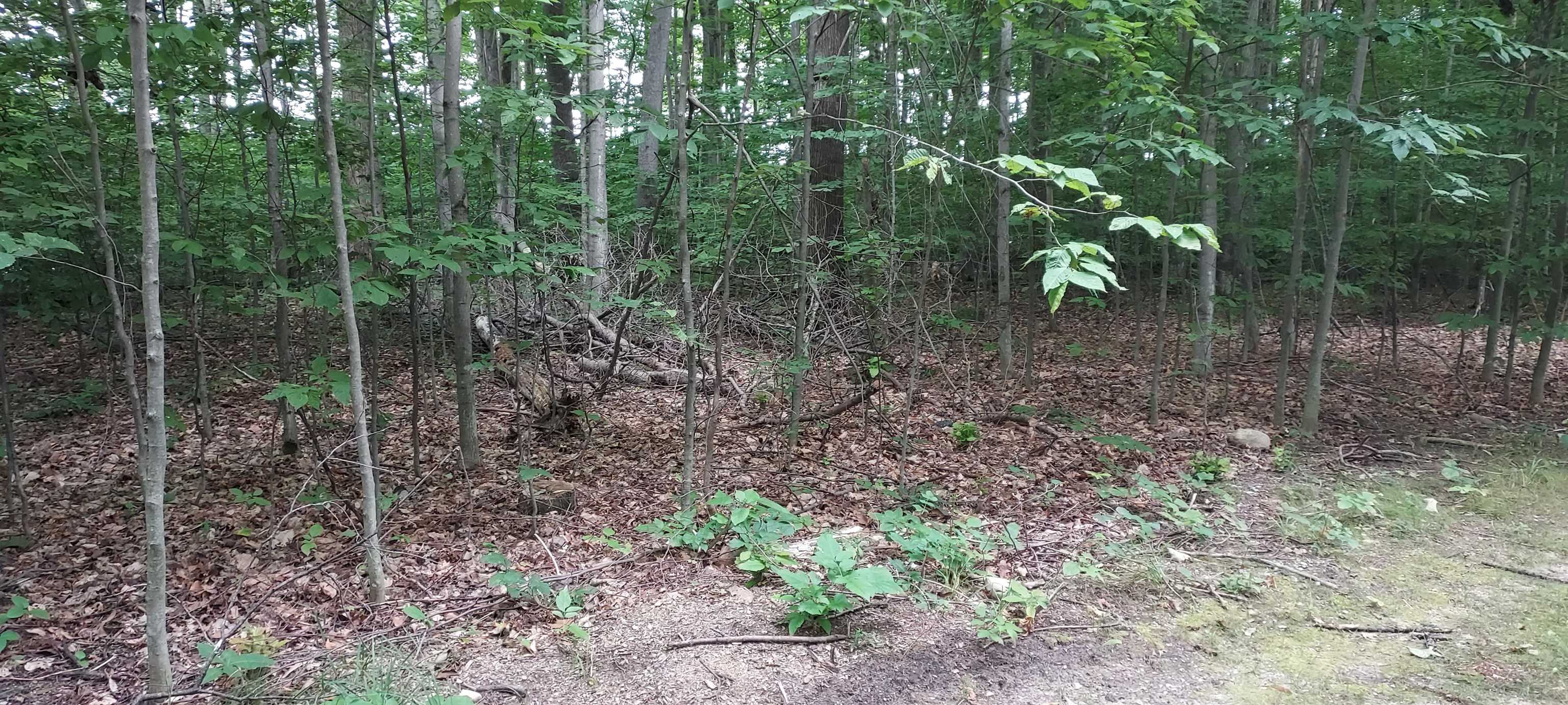 5th image of 19 Beech Knl, Bellaire, MI 49615 | MLS# 80072055