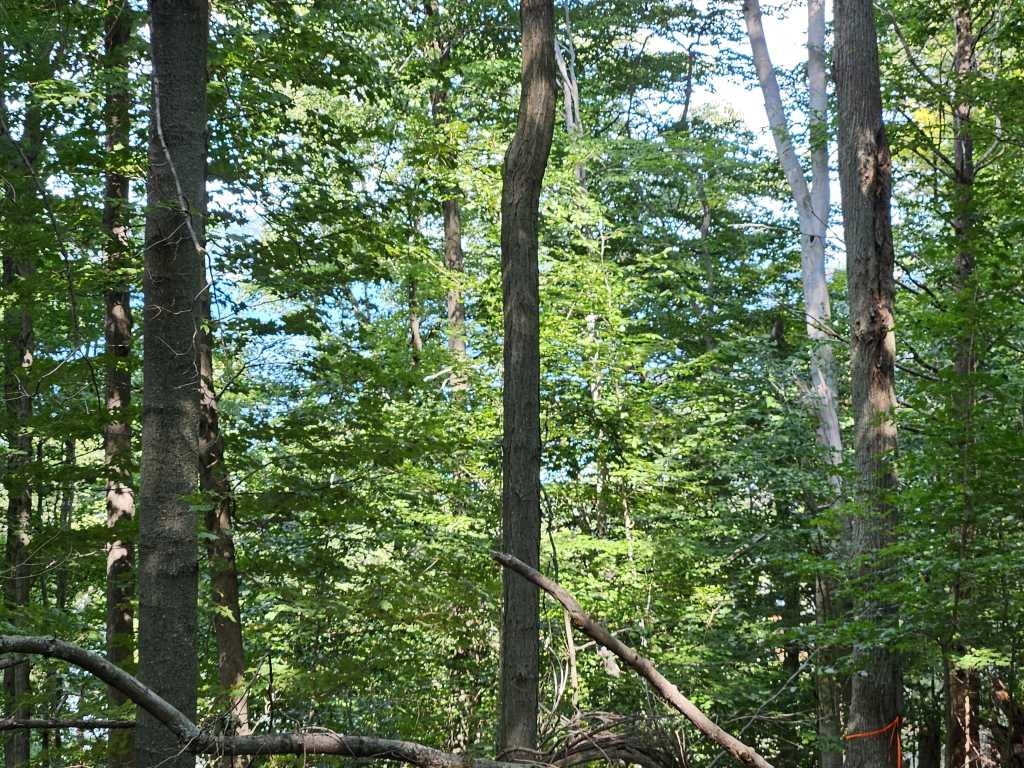 3rd image of 0 Figg Rd, Frankfort, MI 49635 | MLS# 80072099