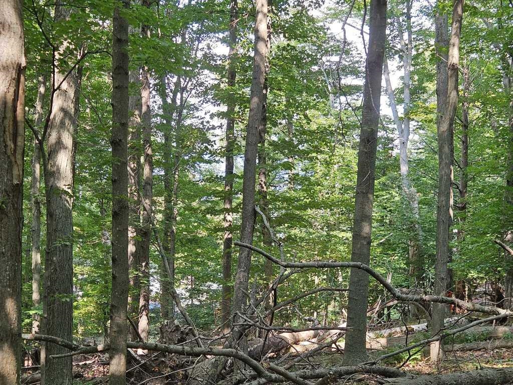 4th image of 0 Figg Rd, Frankfort, MI 49635 | MLS# 80072099
