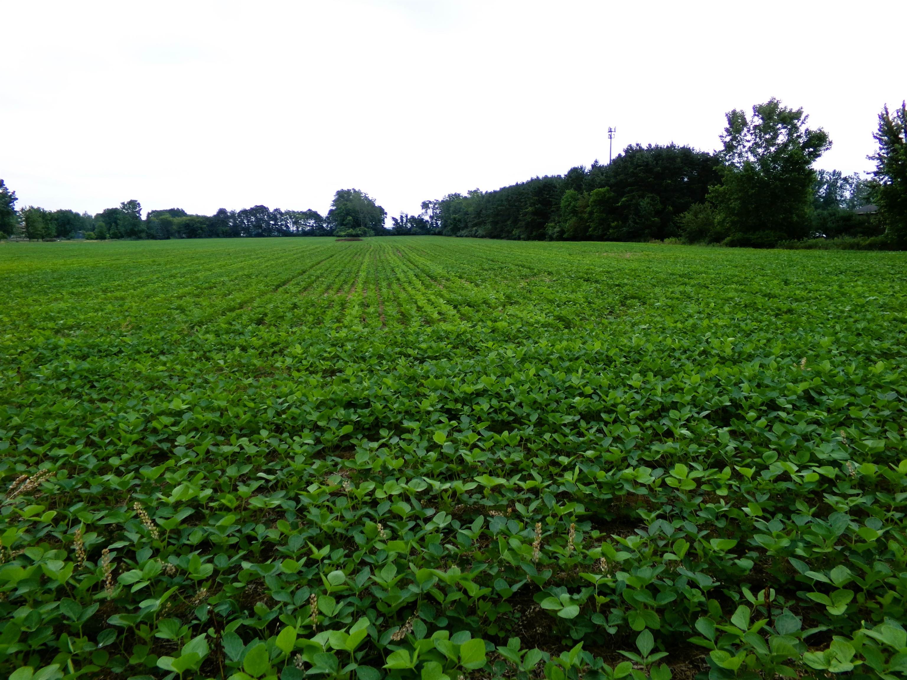 image of Tbd Garfield Rd, Saginaw, MI 48603 | MLS# 80072129
