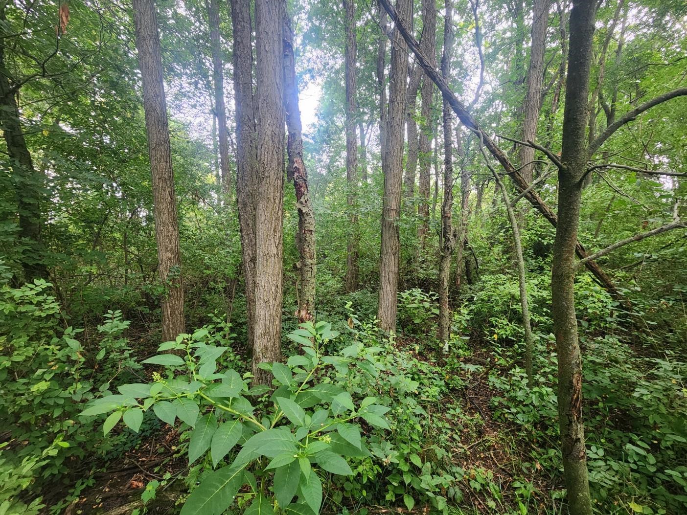 3rd image of Kerry Rd, Onekama, MI 49675 | MLS# 80072140