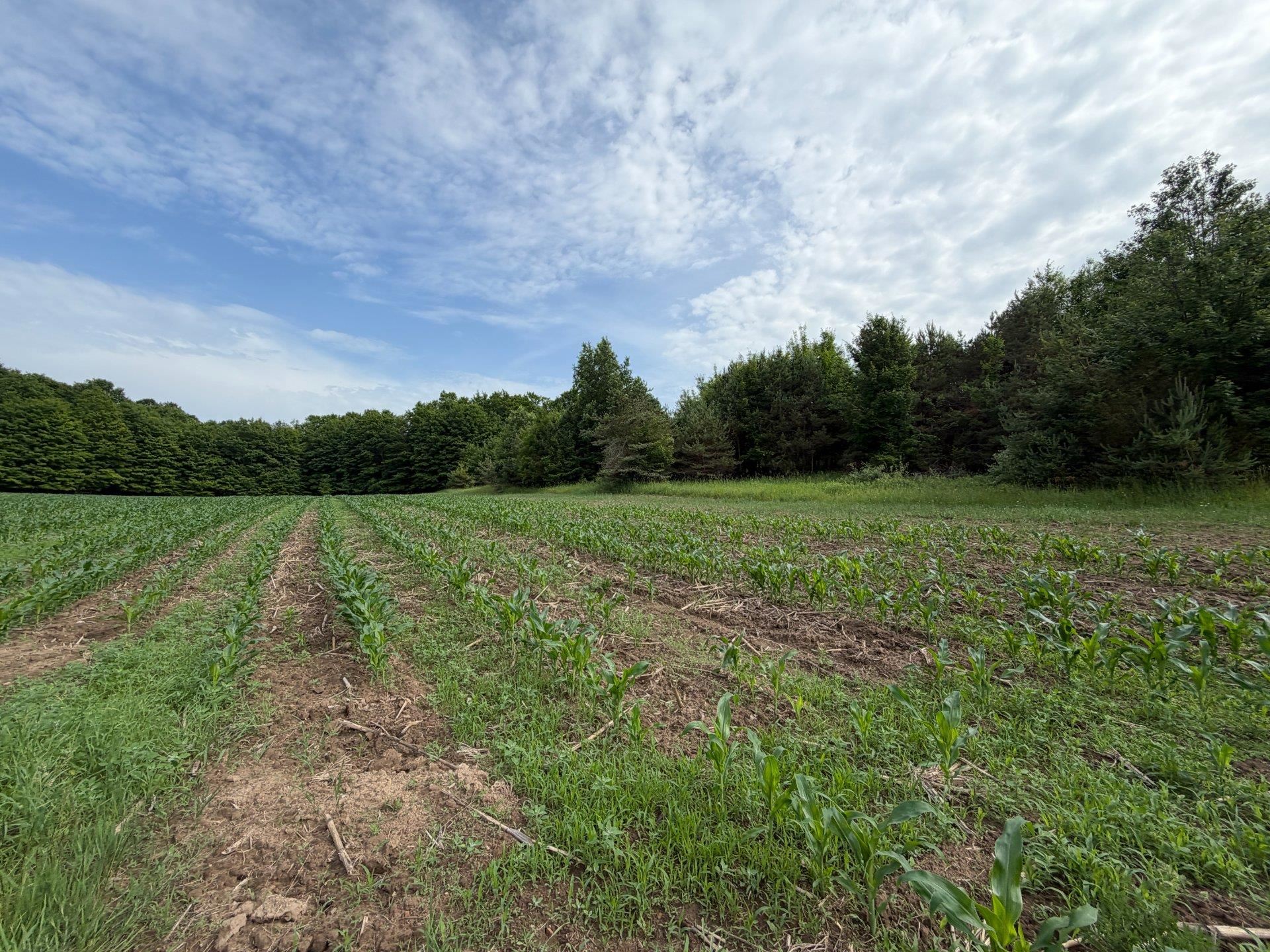 3rd image of 1100 Wangeman Rd, East Jordan, MI 49727 | MLS# 80072326