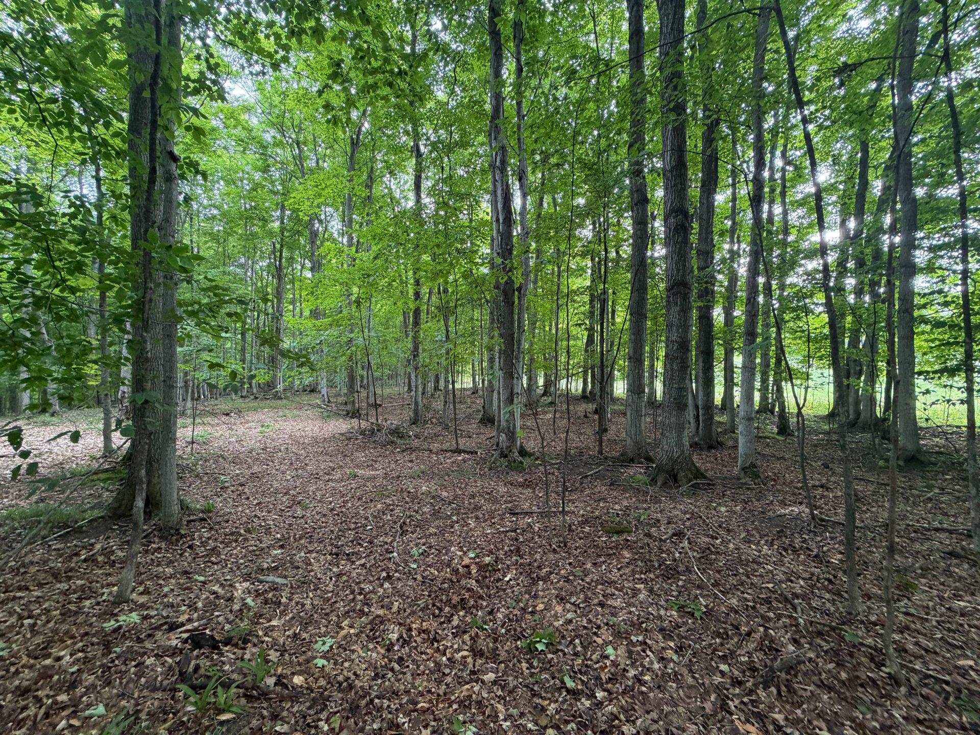 2nd image of Tbd Wangeman Rd, East Jordan, MI 49727 | MLS# 80072327