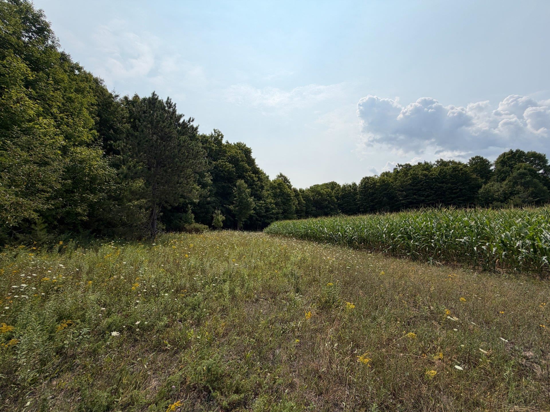 14th image of Tbd Wangeman Rd, East Jordan, MI 49727 | MLS# 80072327