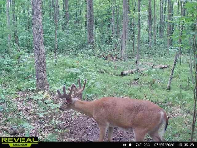 46th image of 2861 Cemetery Rd, Gladwin, MI 48624 | MLS# 80072870
