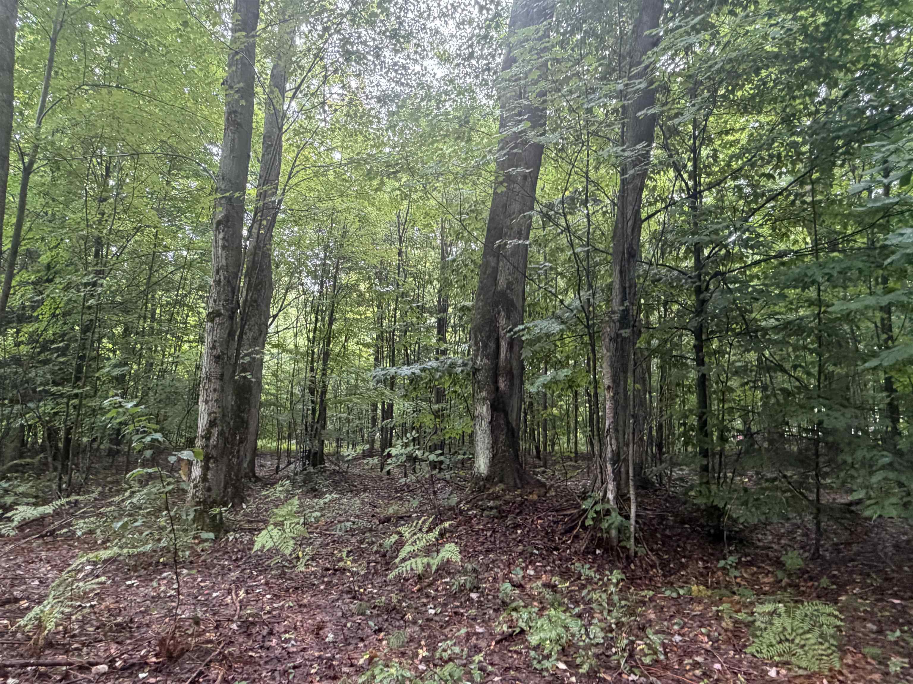 1st image of Demerly Rd, Joyfield Township Benzie, MI 49616 | MLS# 78080072891